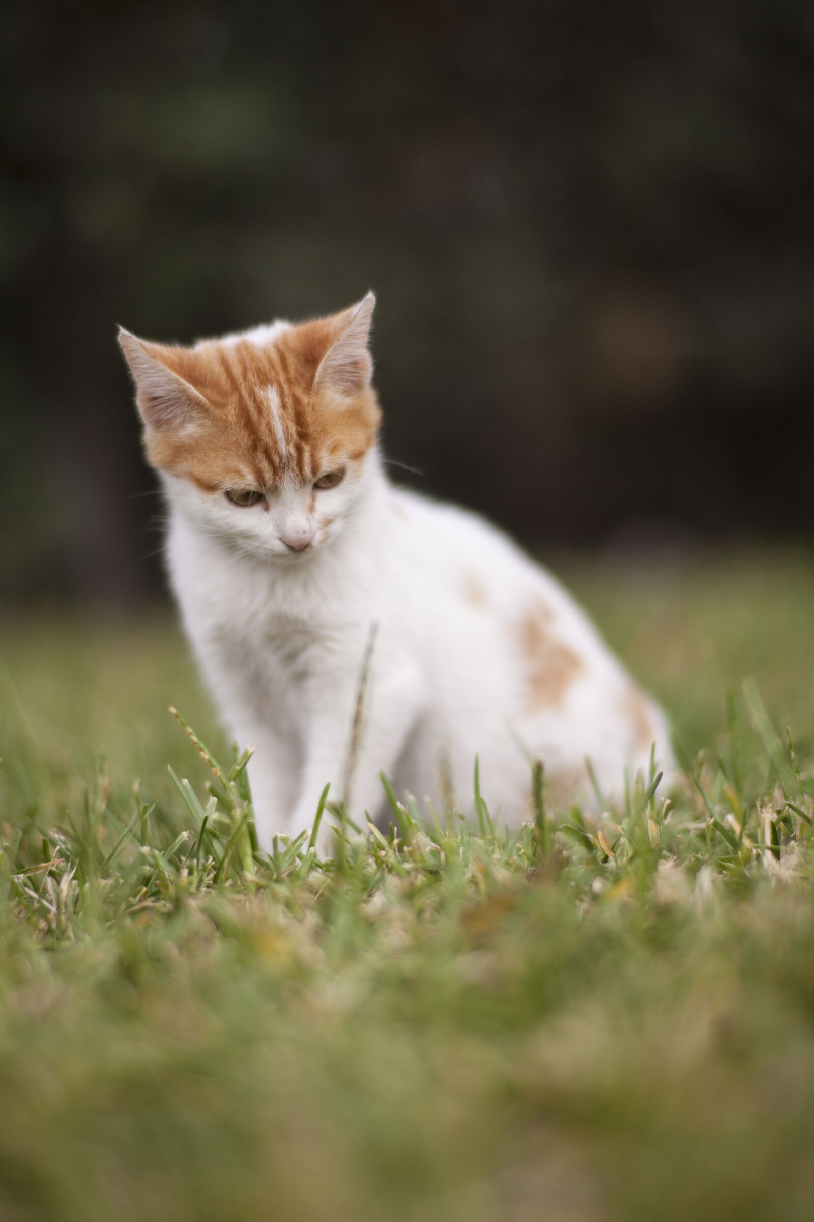 ZEISS Planar T* 85mm F1.4 sample photo. Cat, animal, kitten photography