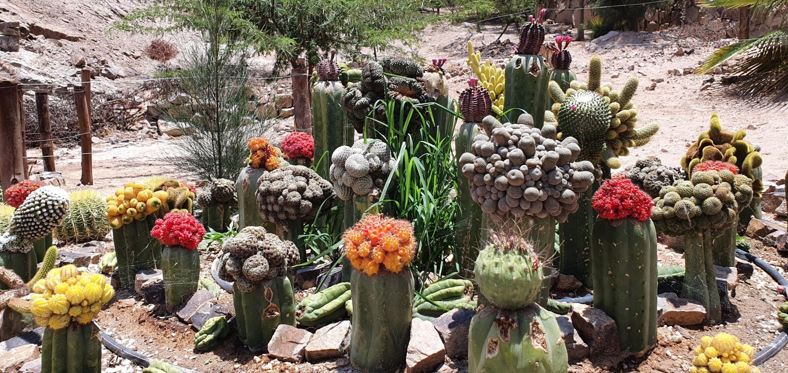 Samsung Galaxy S10e sample photo. Cactus, cactaceae, plant photography