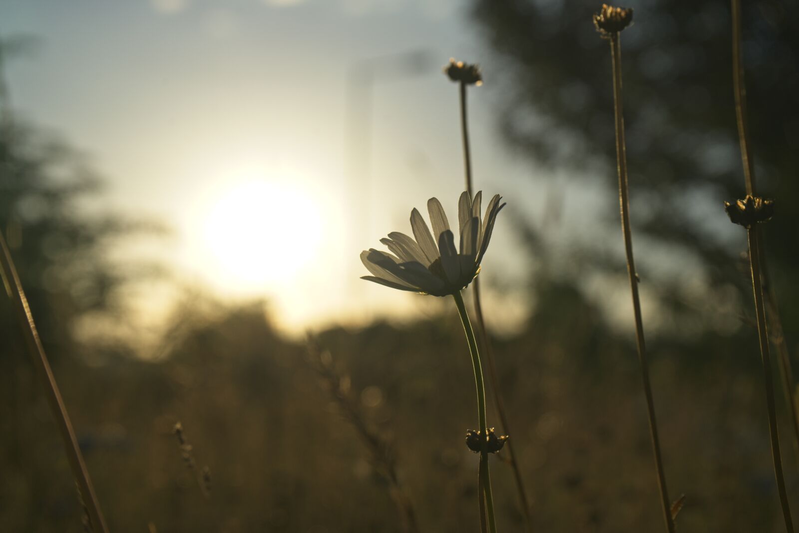 Sony FE 28-70mm F3.5-5.6 OSS sample photo. Sunflower, sunset, summer photography