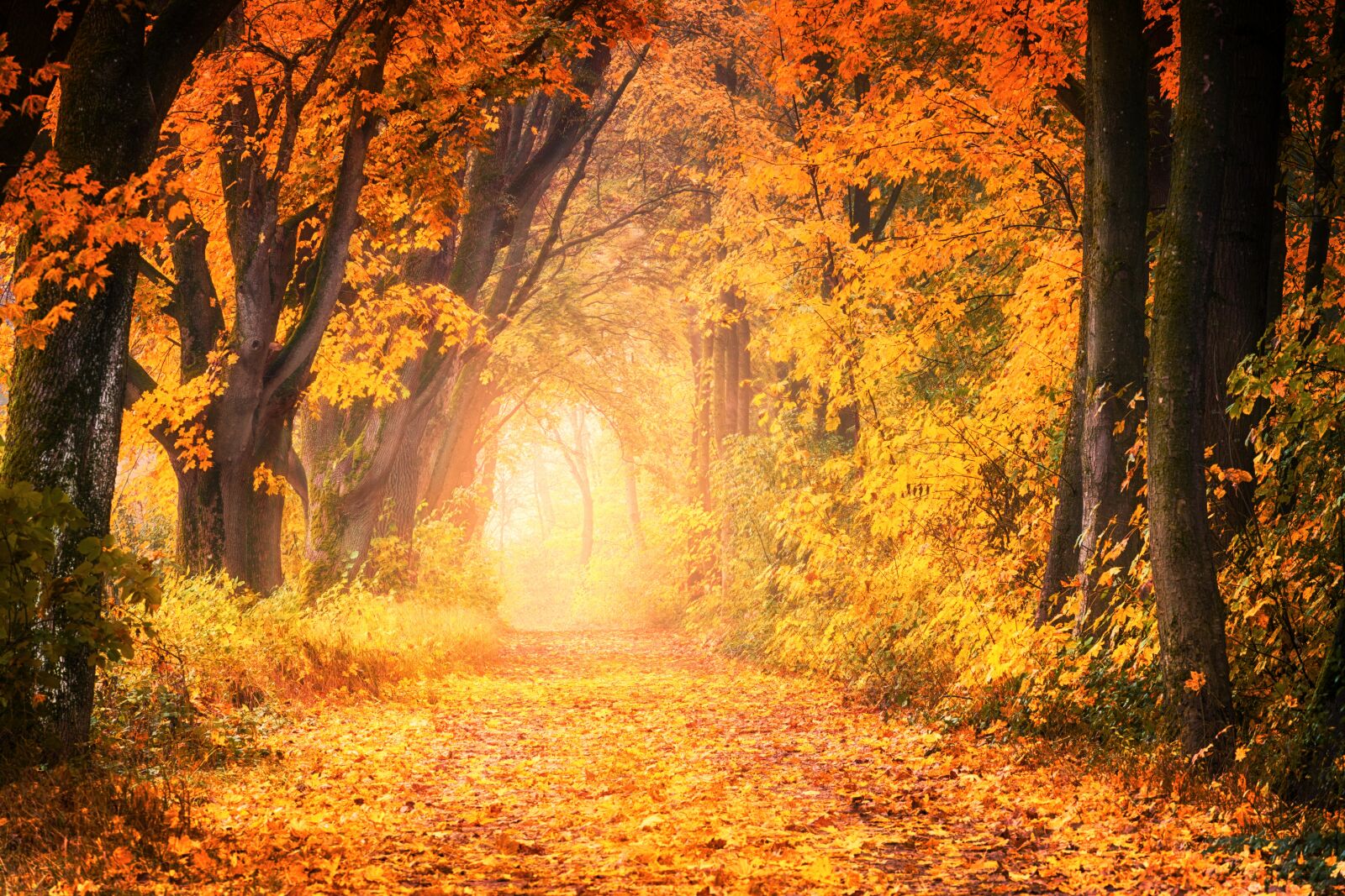 Sony a7 + Sony DT 50mm F1.8 SAM sample photo. Tree, autumn, nature photography