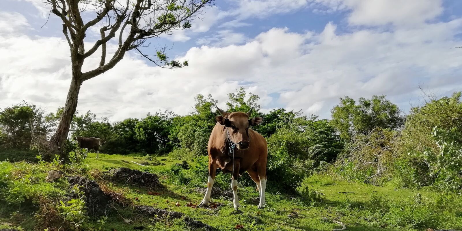 HUAWEI Honor 9 Lite sample photo. Cow, bull, farm photography