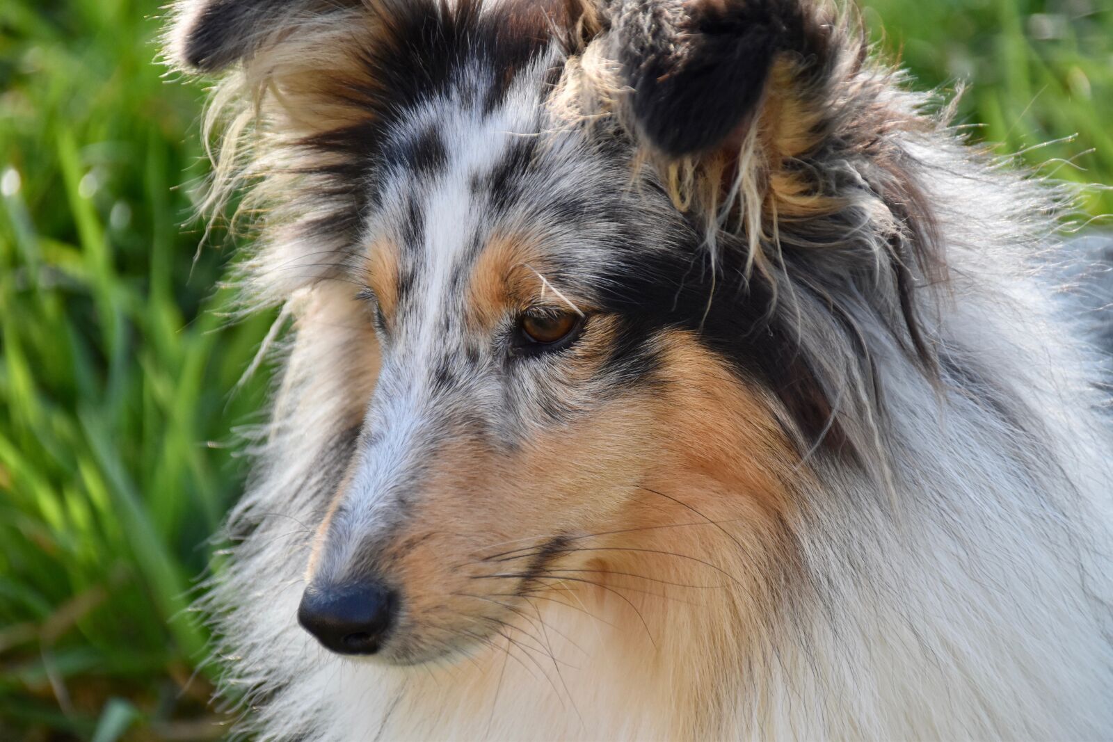 Nikon D5600 sample photo. Dog, bitch, shetland sheepdog photography