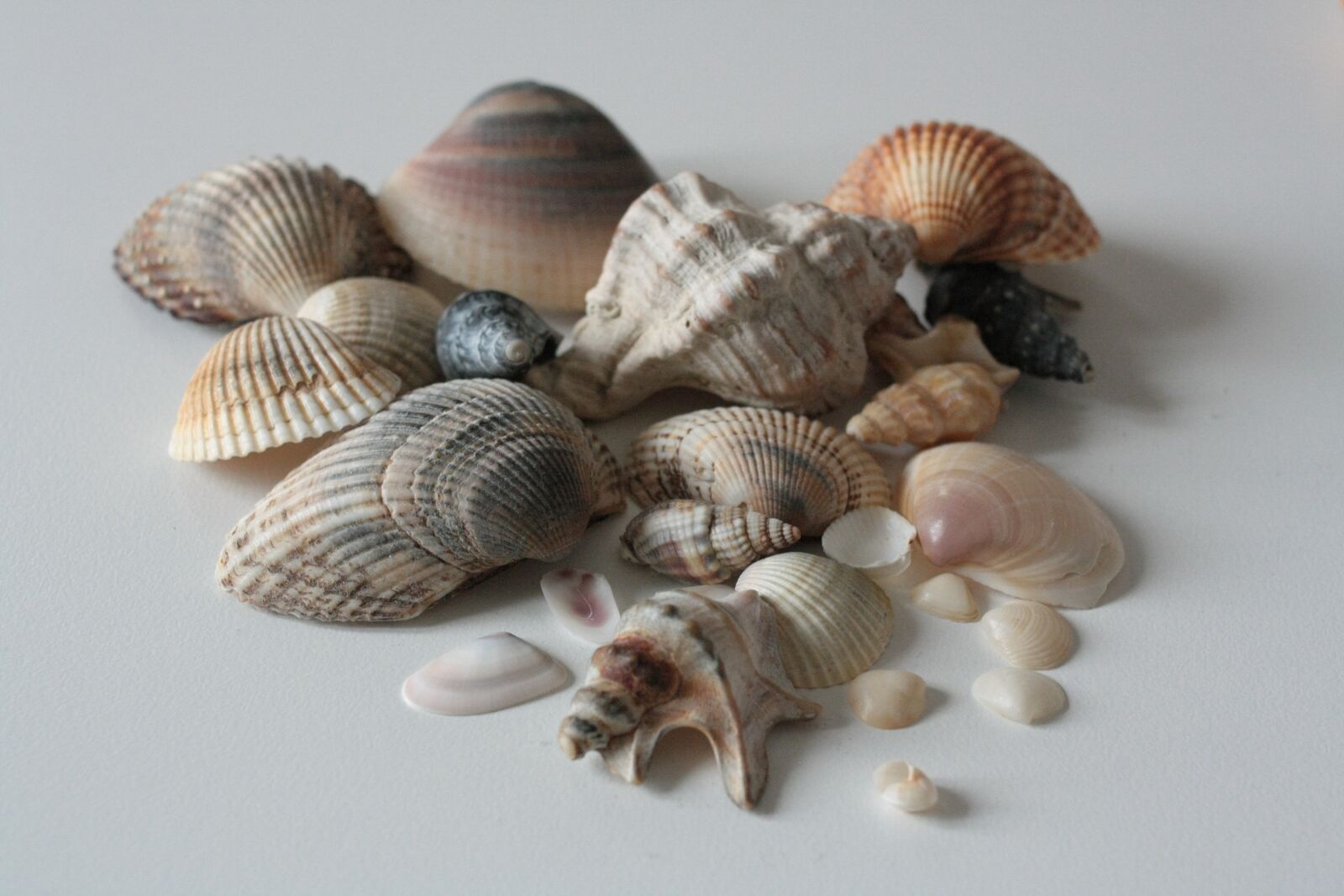 Canon EOS 1000D (EOS Digital Rebel XS / EOS Kiss F) sample photo. Shells, shell, sea photography