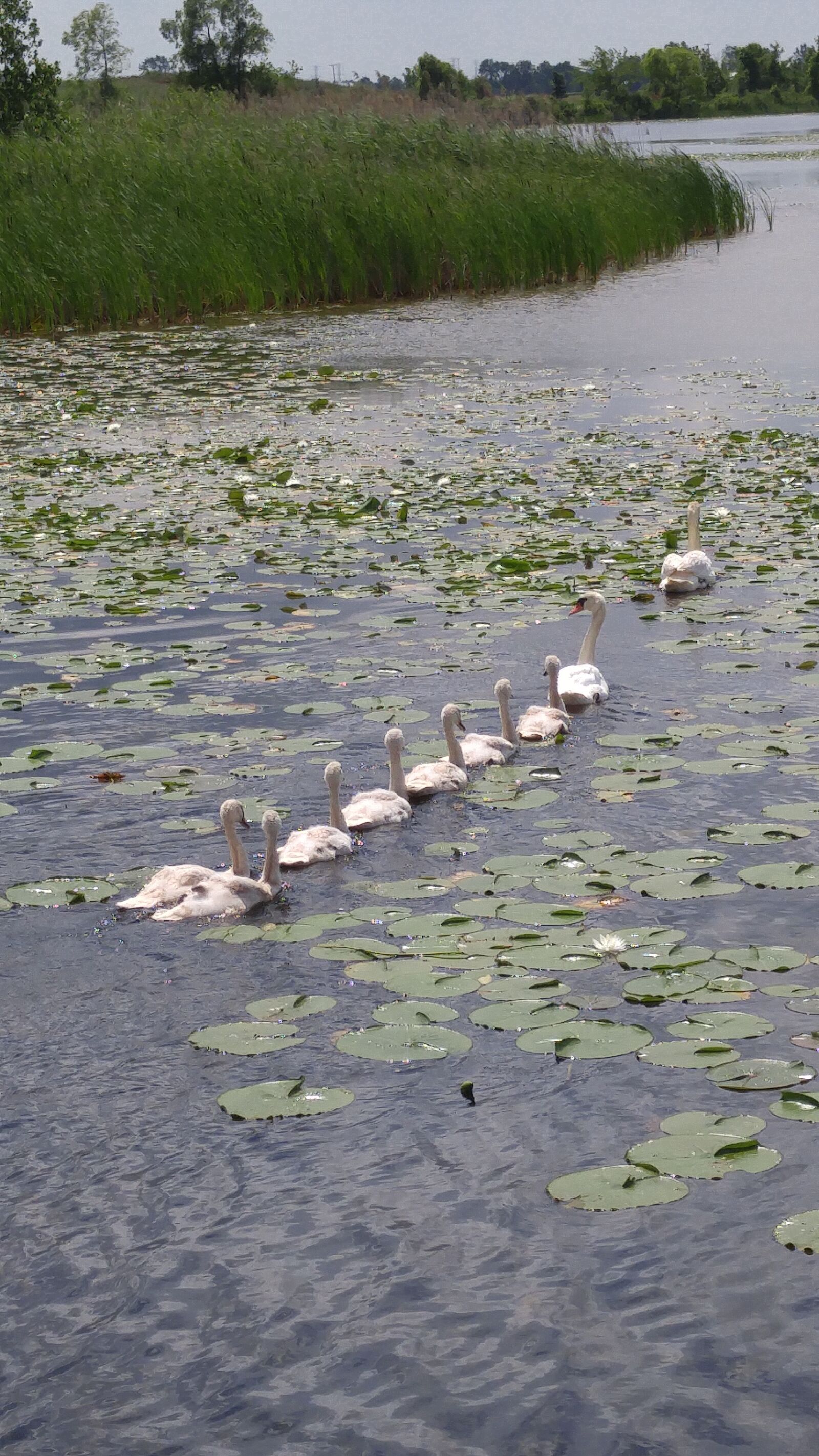 LG G4 sample photo. Swans, lake, water photography