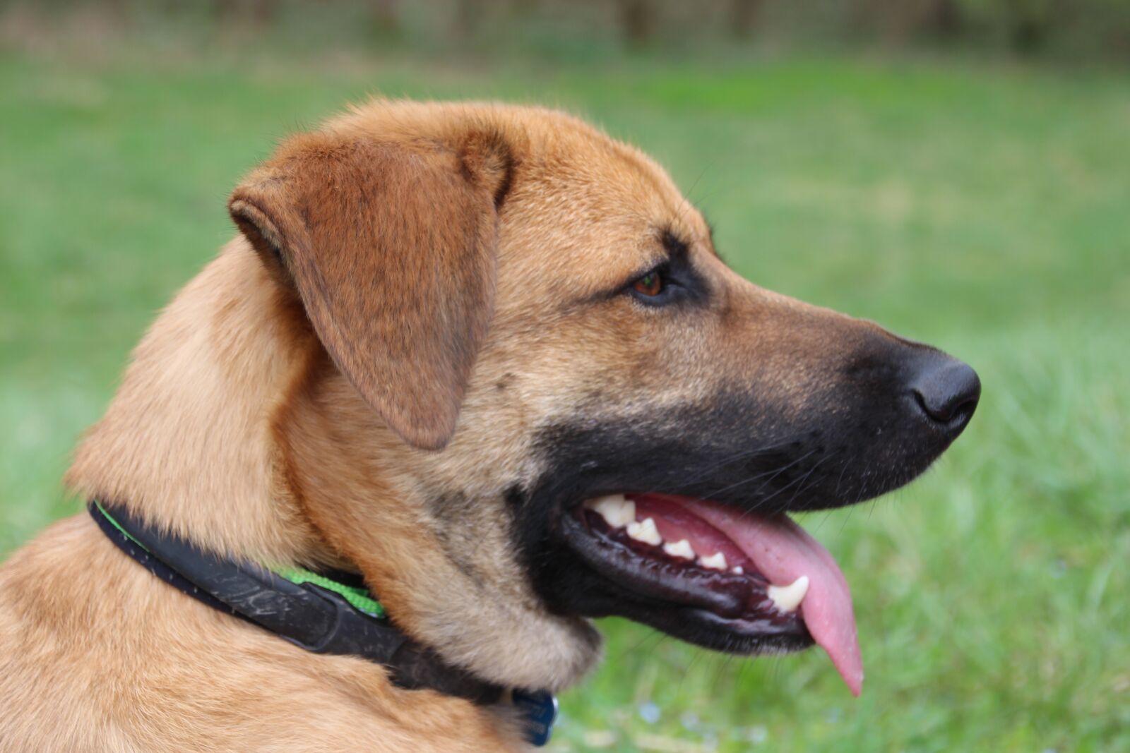 Canon EOS 700D (EOS Rebel T5i / EOS Kiss X7i) sample photo. Dog, profile, head photography