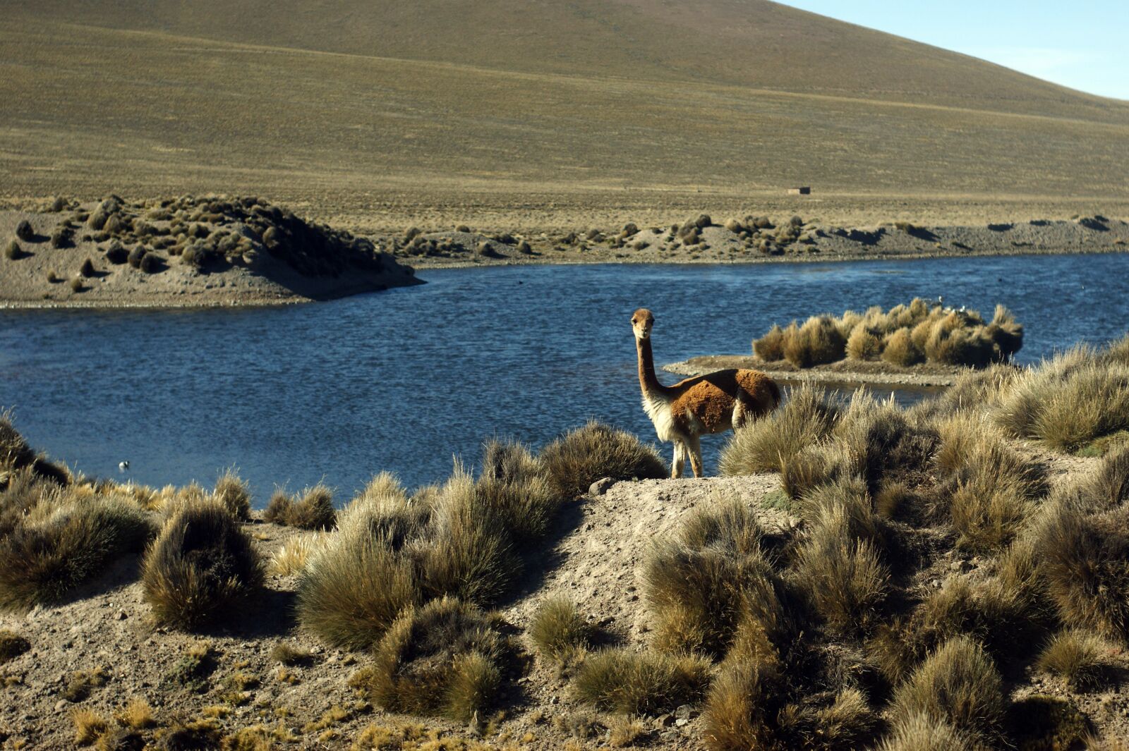 Sony Alpha DSLR-A380 sample photo. Vicuña, andes, peru photography