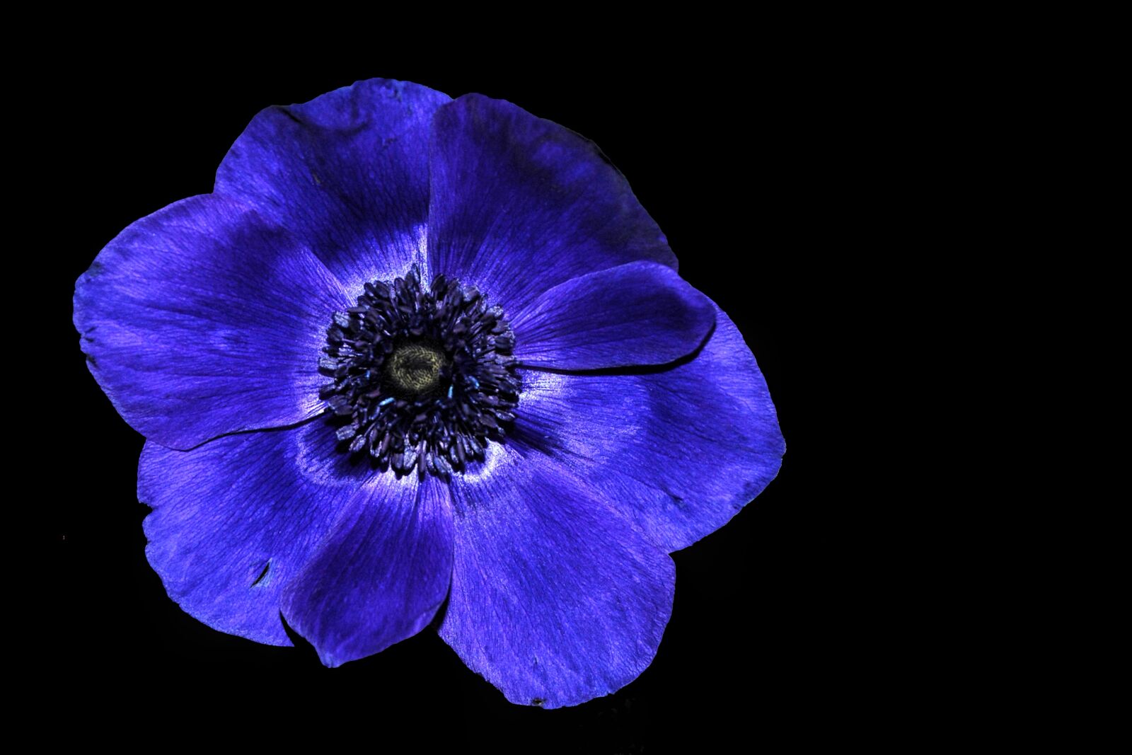 Nikon D3000 sample photo. Anemone, hahnenfu gew chs photography