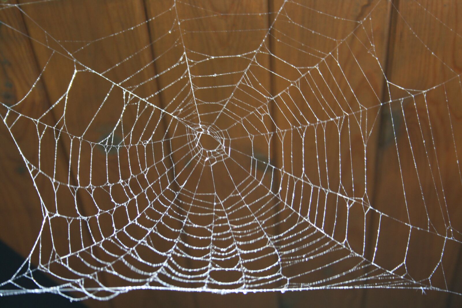 Canon EOS 350D (EOS Digital Rebel XT / EOS Kiss Digital N) sample photo. Spider, network, fork photography