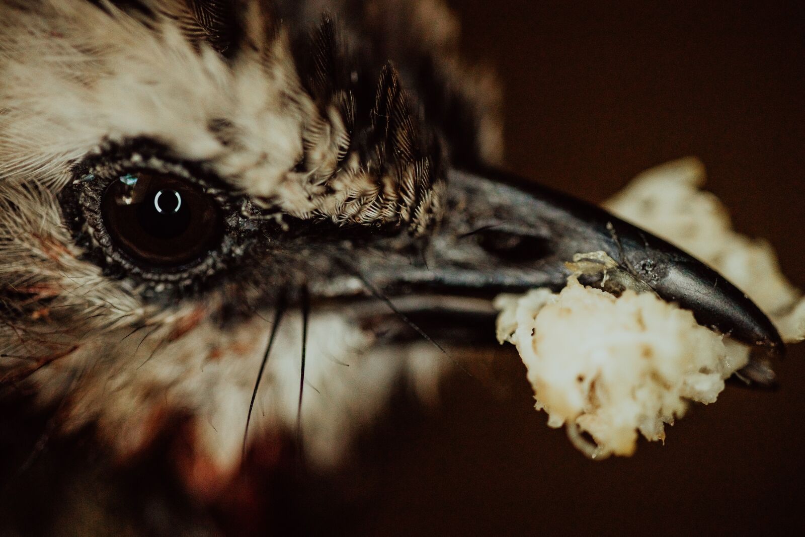 Canon EOS 80D sample photo. Bird, eat, little photography