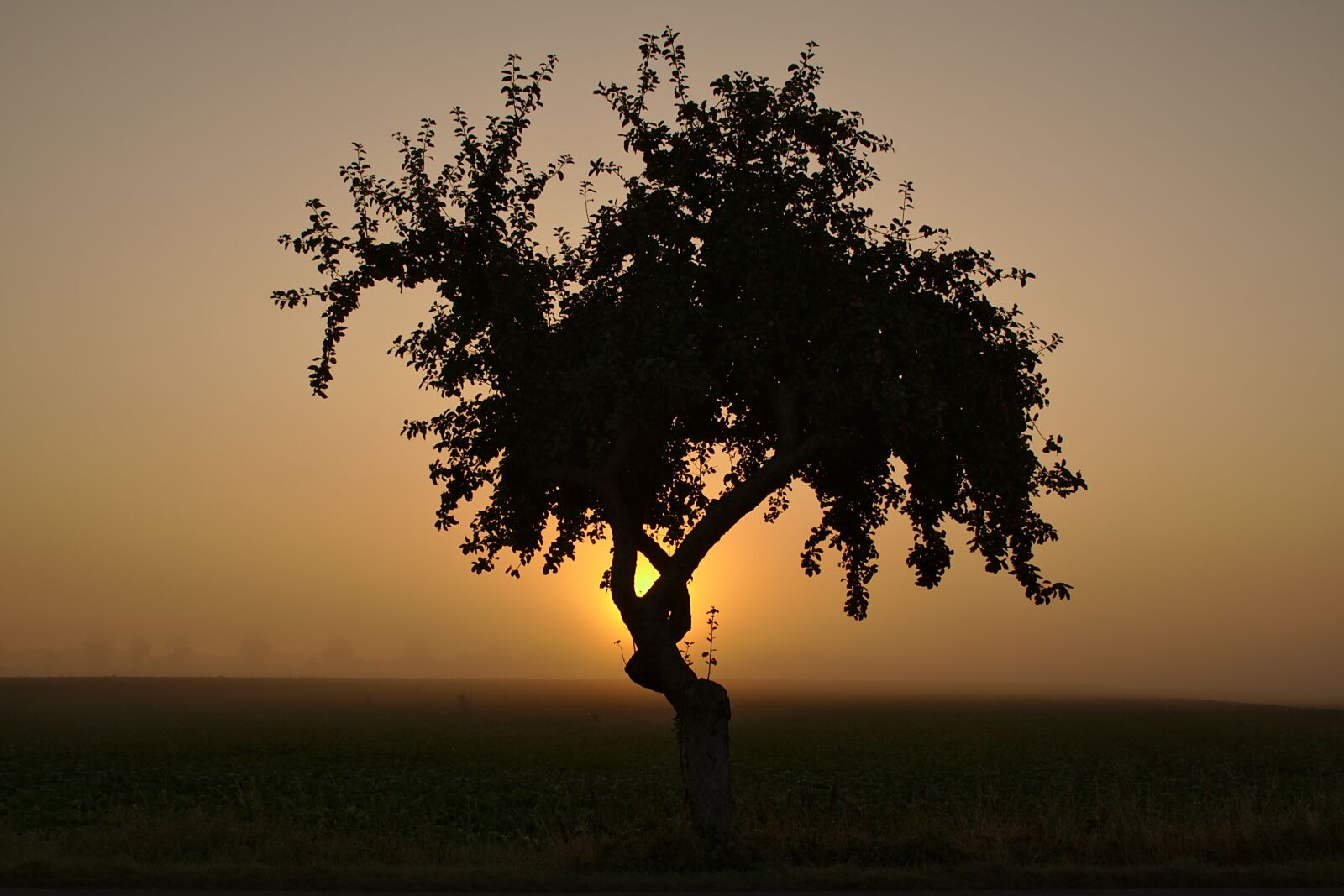 Canon EOS 1000D (EOS Digital Rebel XS / EOS Kiss F) sample photo. Sunrise, hdr, tree photography
