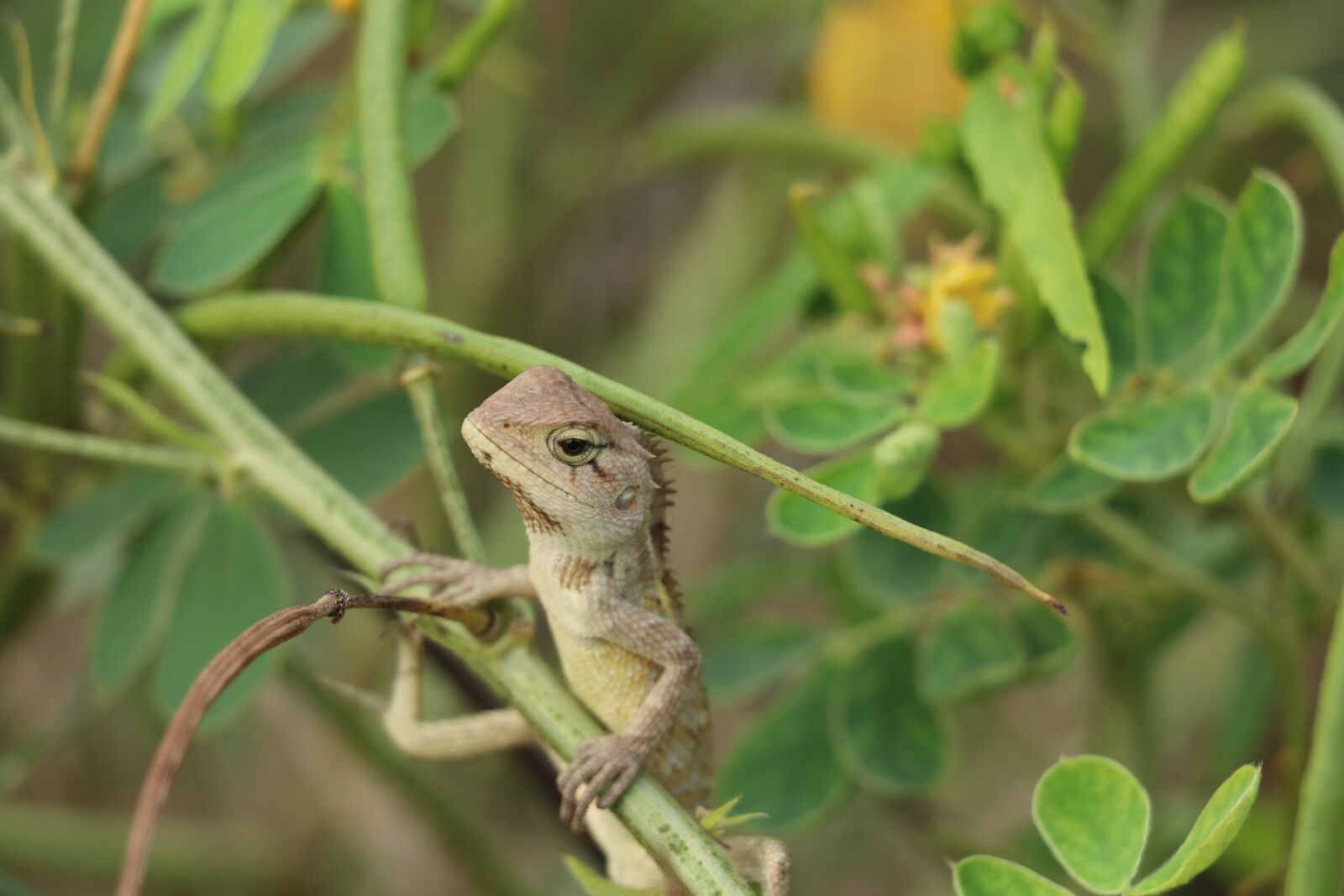 Canon EF-S 18-135mm F3.5-5.6 IS USM sample photo. Indian reptiles, garden lizard photography