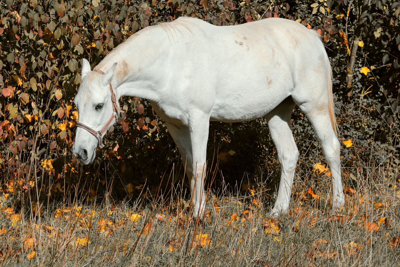 Canon EF-S 55-250mm F4-5.6 IS II sample photo. Horse, white, pasture photography