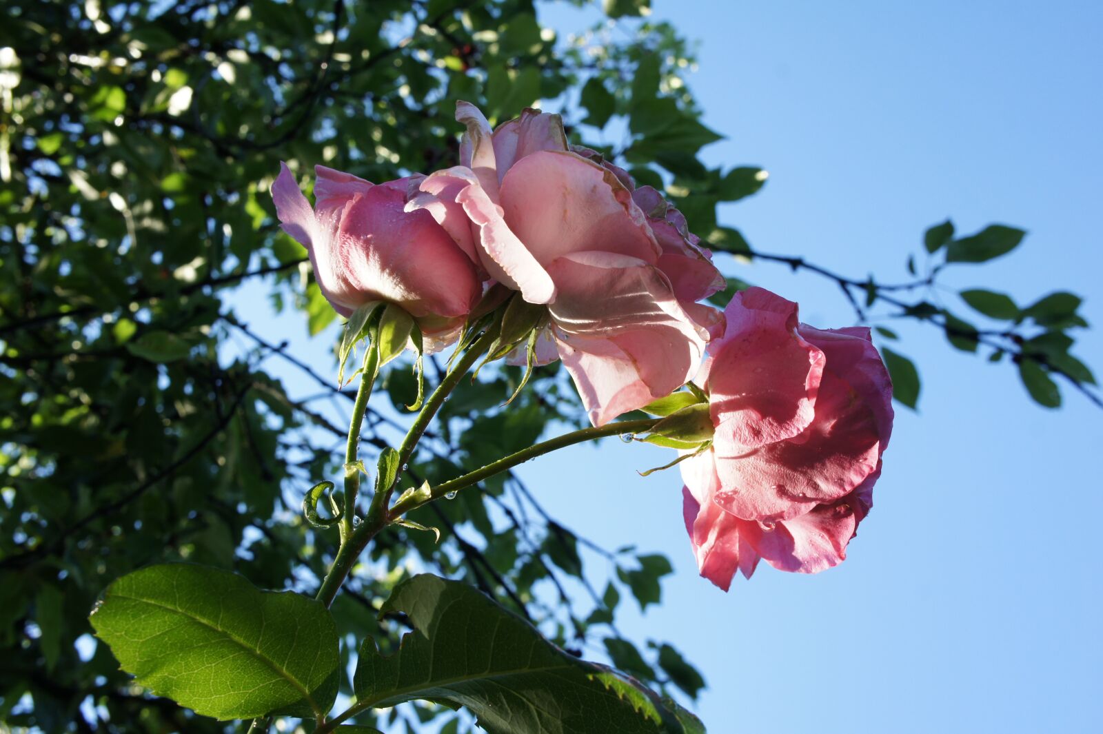 Sony E 18-55mm F3.5-5.6 OSS sample photo. Roses, pink, garden photography