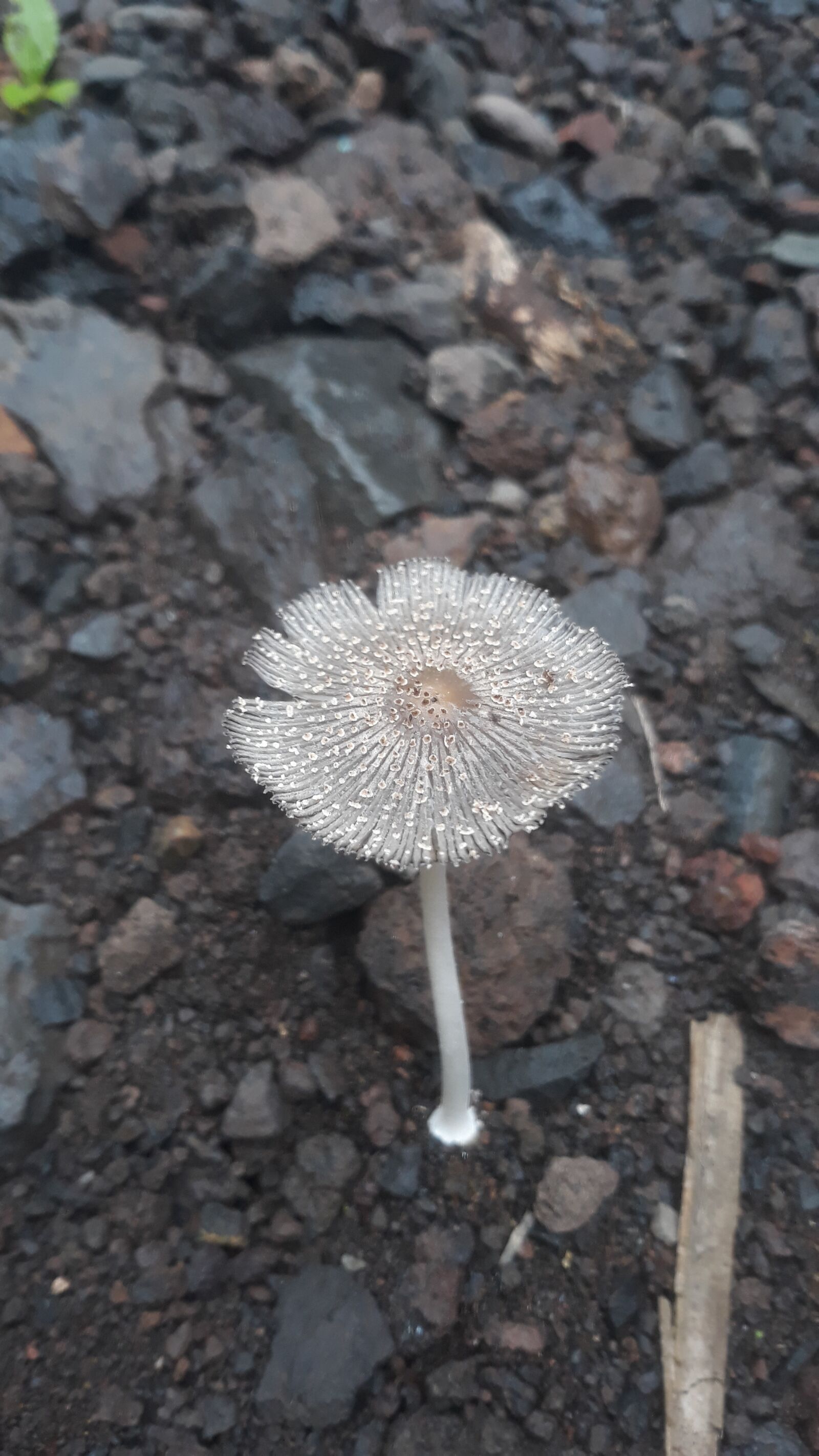 Samsung Galaxy J5 sample photo. Seta, barranco, hongo photography
