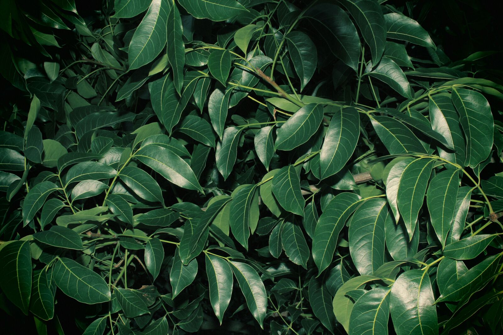 Canon EOS 60D sample photo. Leafe, green, leafs photography