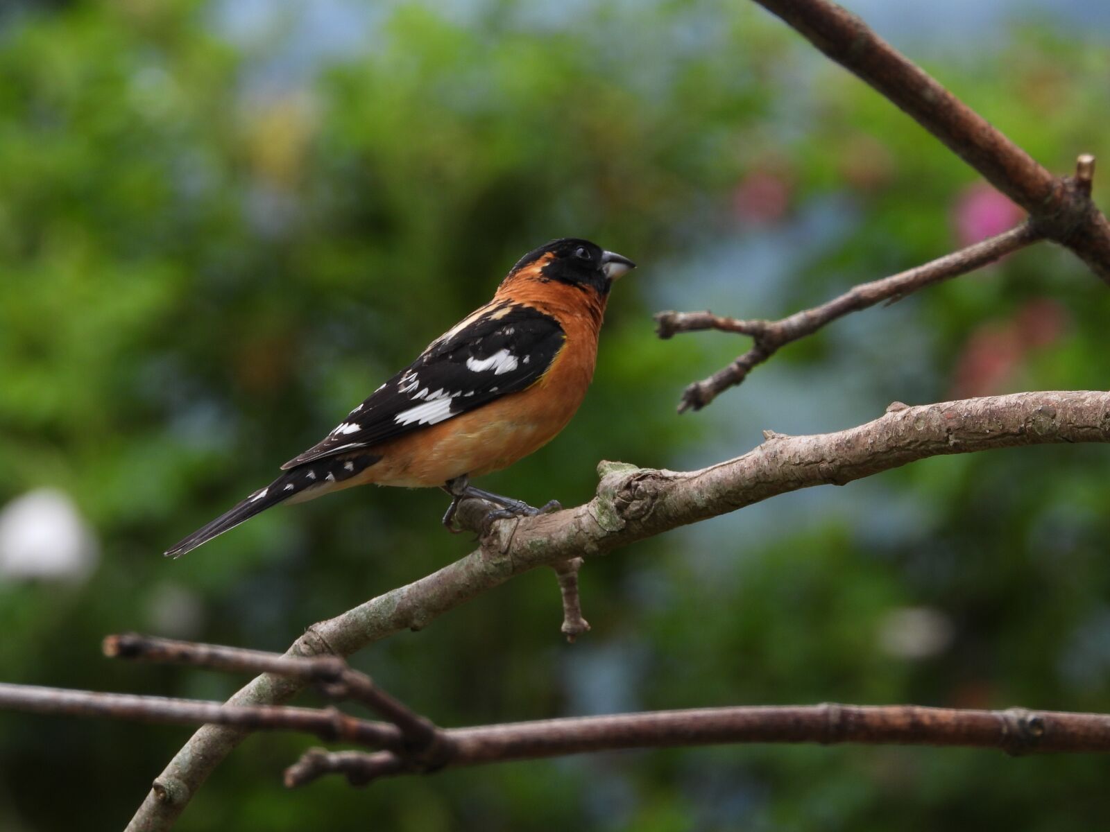 Nikon Coolpix P1000 sample photo. Grosbeak, bird, wildlife photography