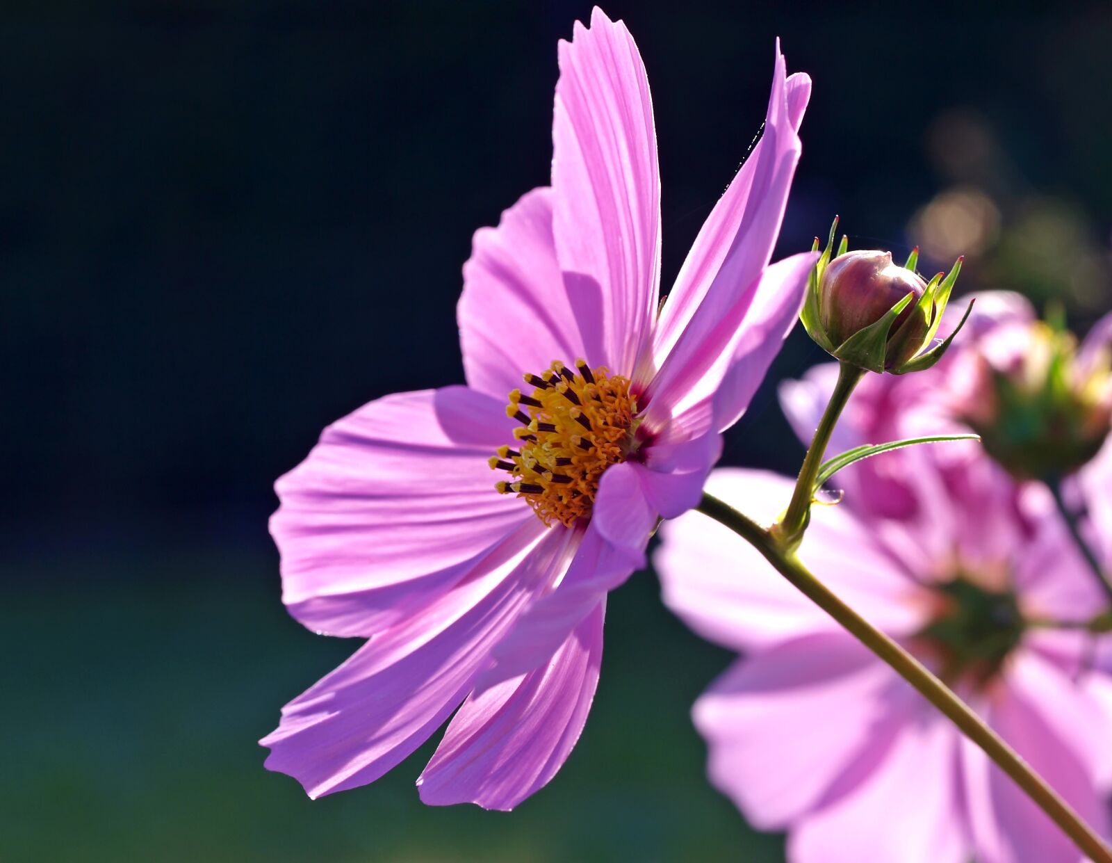 Olympus E-450 (EVOLT E-450) sample photo. Cosmea, blossom, bloom photography