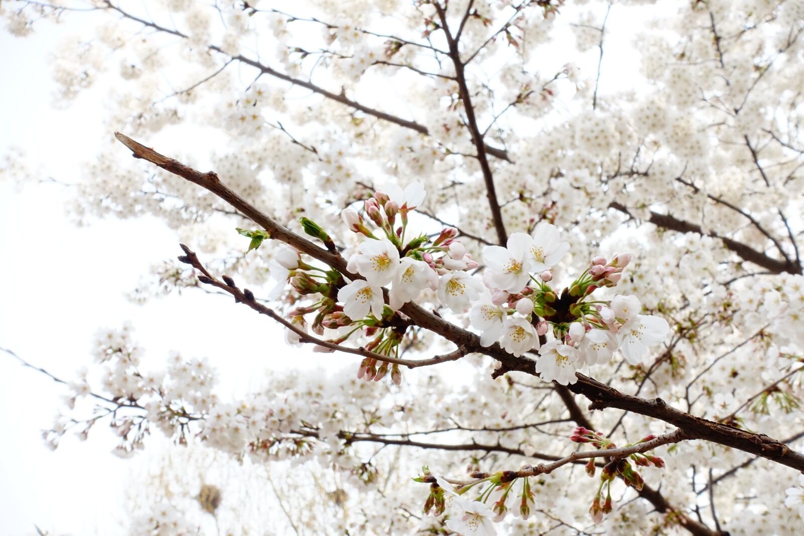 Sony Cyber-shot DSC-RX100 III sample photo. Cherry blossom, spring, tree photography