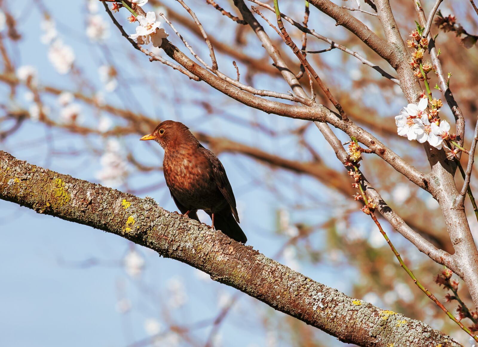 Fujifilm XF 55-200mm F3.5-4.8 R LM OIS sample photo. Blackbird, bird, animal photography