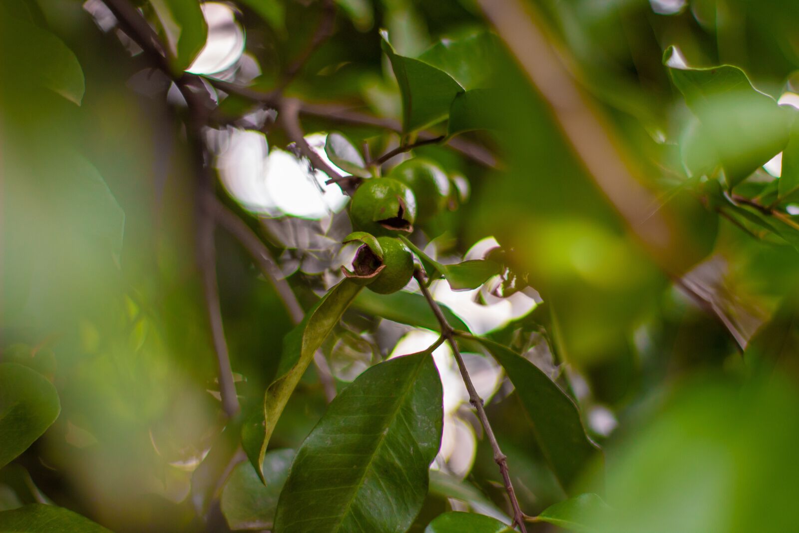 Canon EOS 1300D (EOS Rebel T6 / EOS Kiss X80) sample photo. Nature, gree, leaf photography