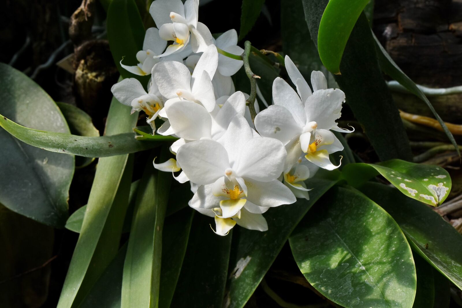 Nikon D5500 sample photo. Flower garden, horticulture, orchid photography