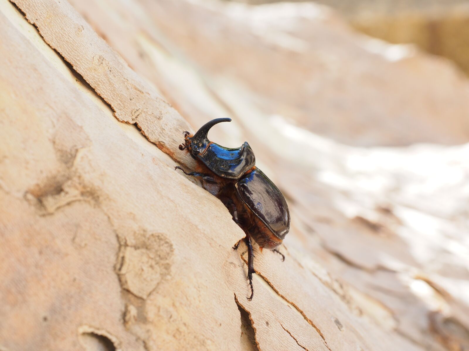 Olympus OM-D E-M1 + Olympus M.Zuiko Digital ED 12-40mm F2.8 Pro sample photo. Rhinoceros beetle, beetle, krabbeltier photography