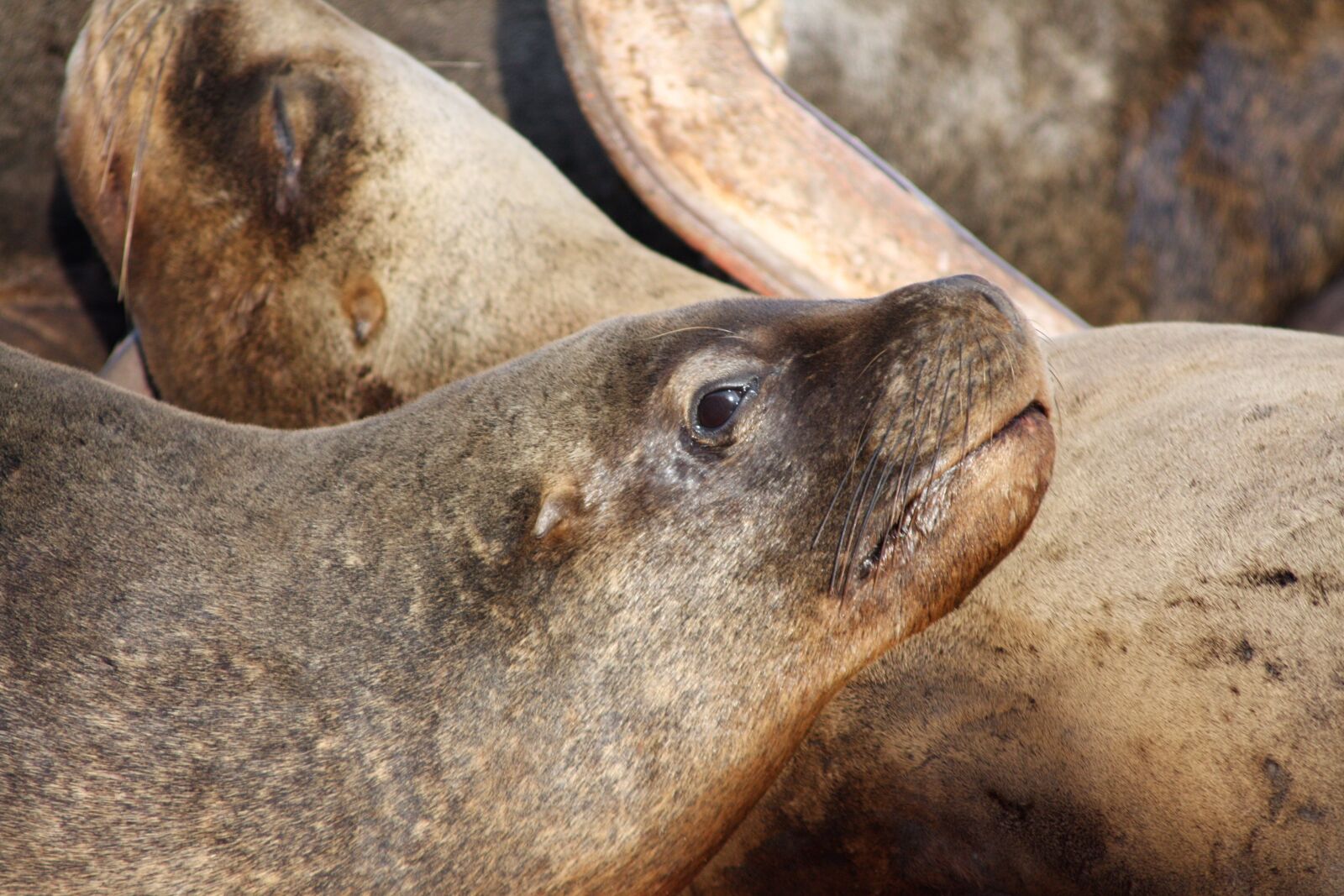 Canon EOS 40D sample photo. Valparaiso, chile, nature photography