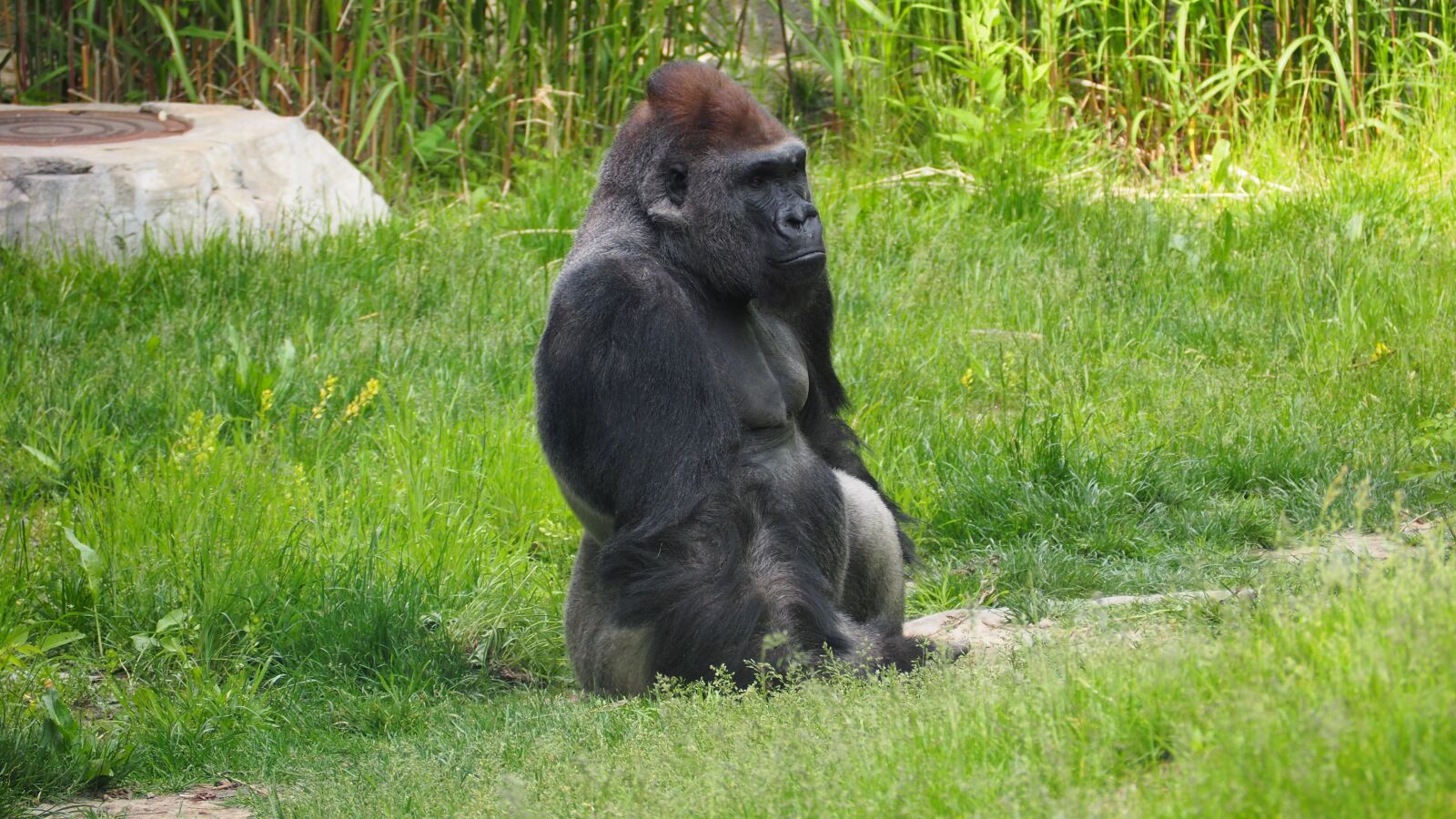 Olympus OM-D E-M10 II sample photo. Gorilla, ape, monkey photography