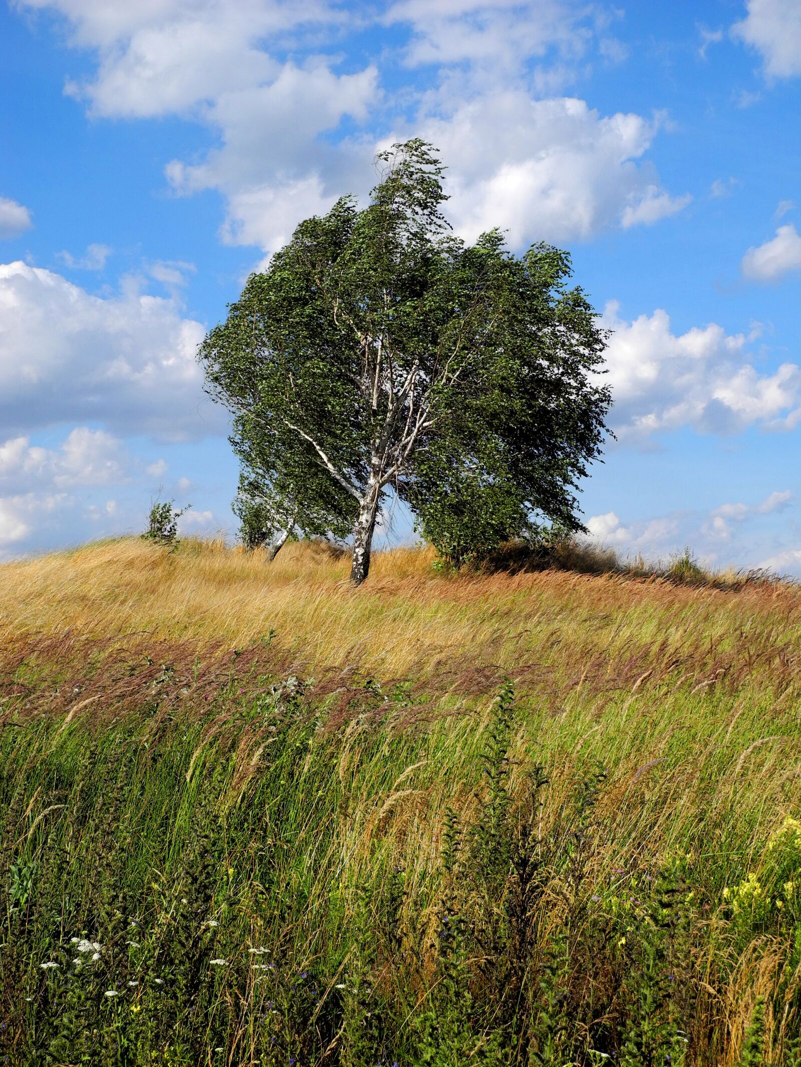 Nikon Coolpix P7000 sample photo. Landscape, tree, wind photography