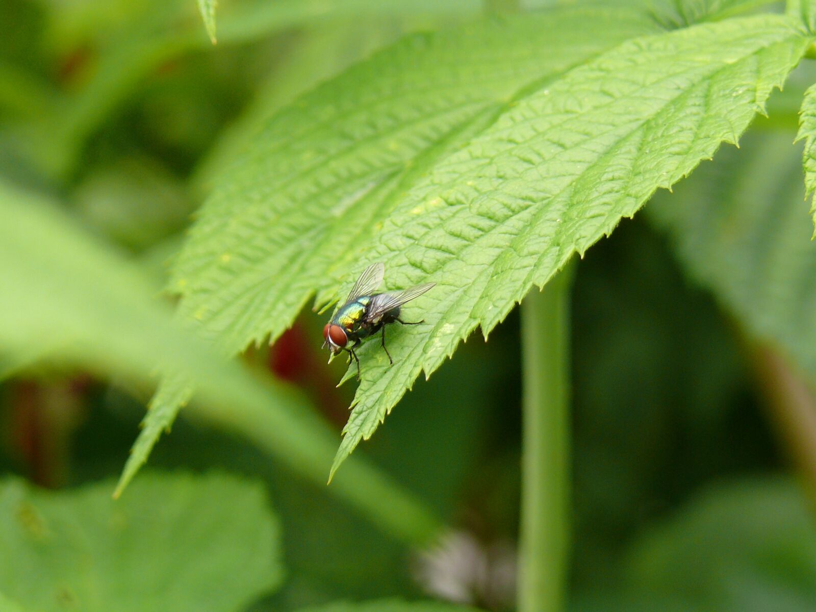 Panasonic DMC-FZ50 sample photo. Fly, insect, animals photography