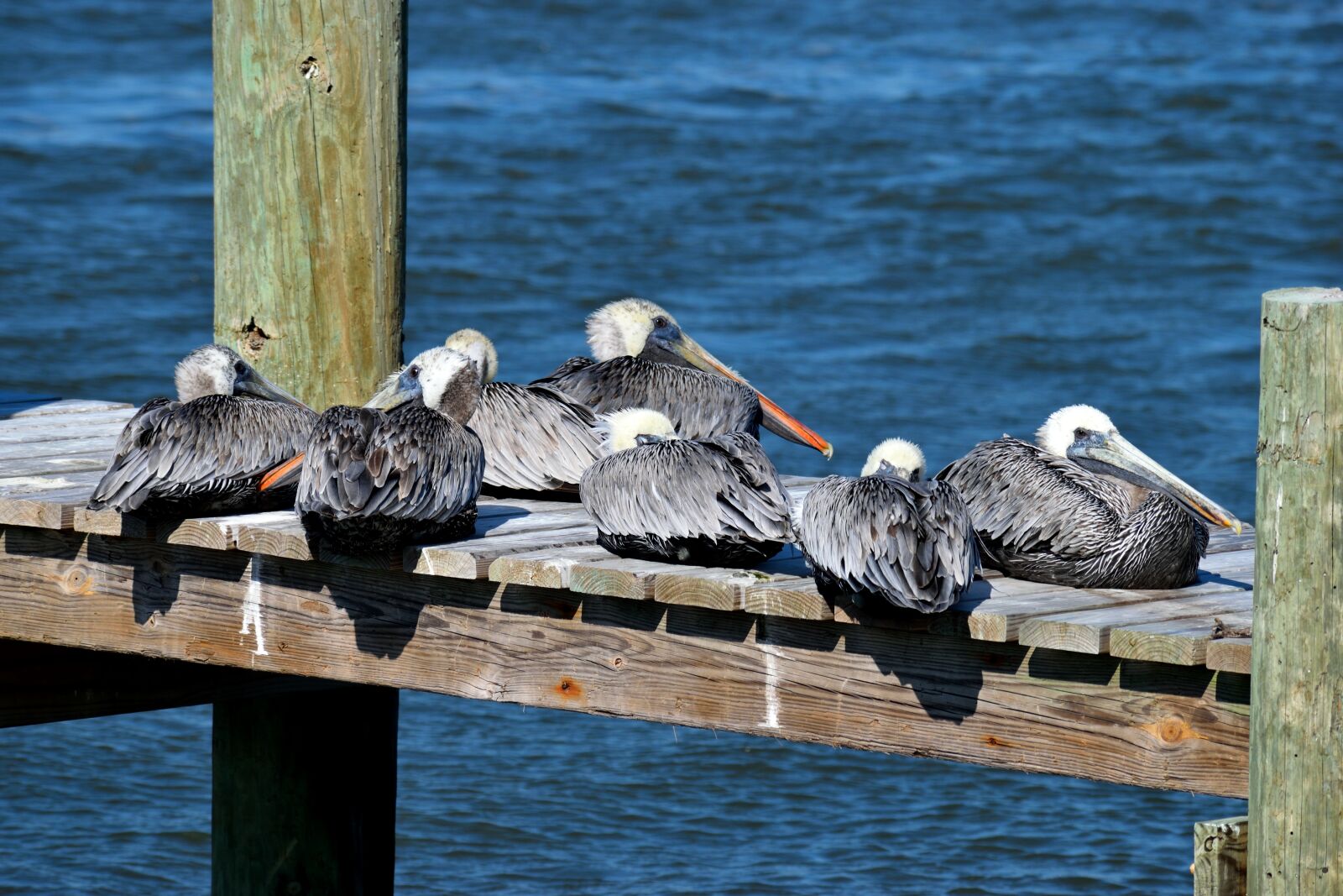 Nikon D3300 sample photo. Pelicans, wildlife, avian photography