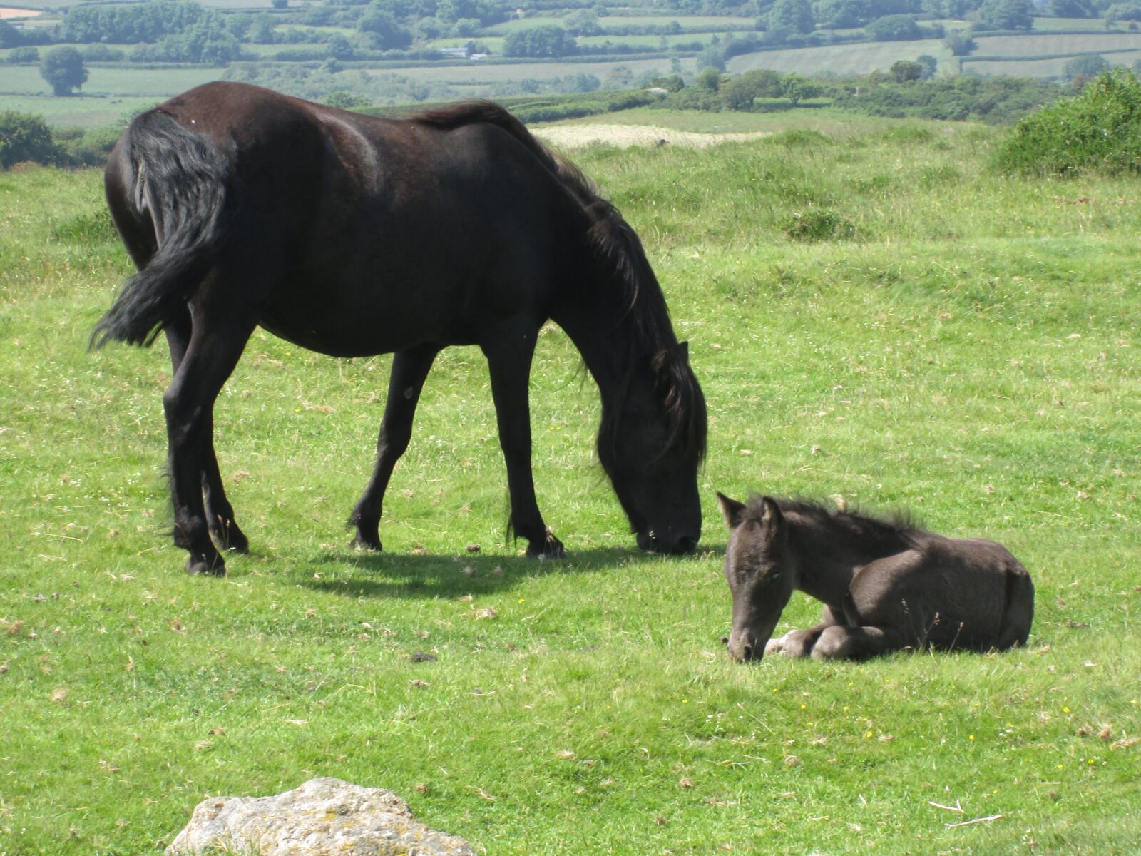 Canon POWERSHOT A2600 sample photo. Dartmoor, mare, foal photography
