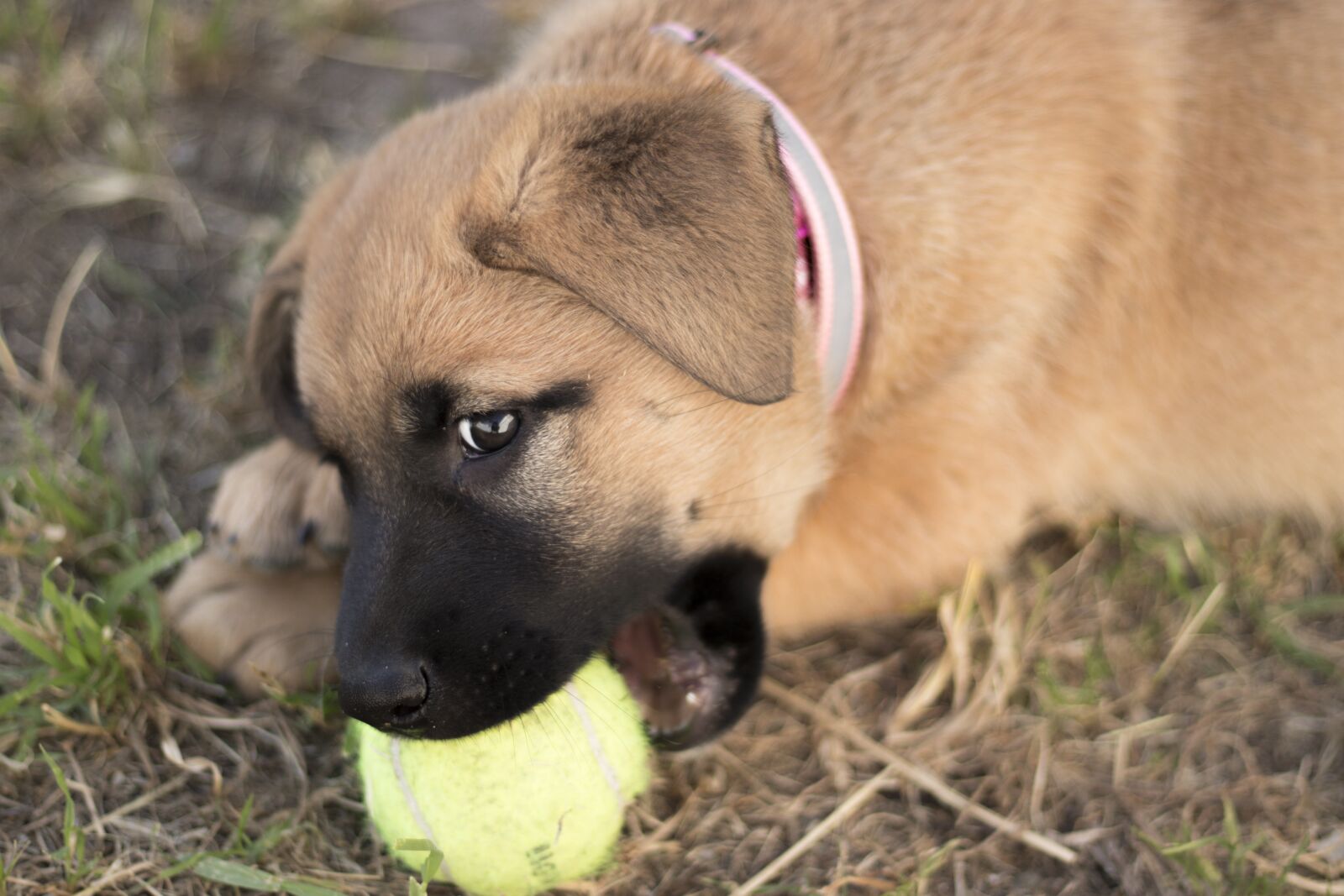 Canon EOS 200D (EOS Rebel SL2 / EOS Kiss X9) + Canon EF 50mm F1.8 STM sample photo. Puppy, dog, biting photography