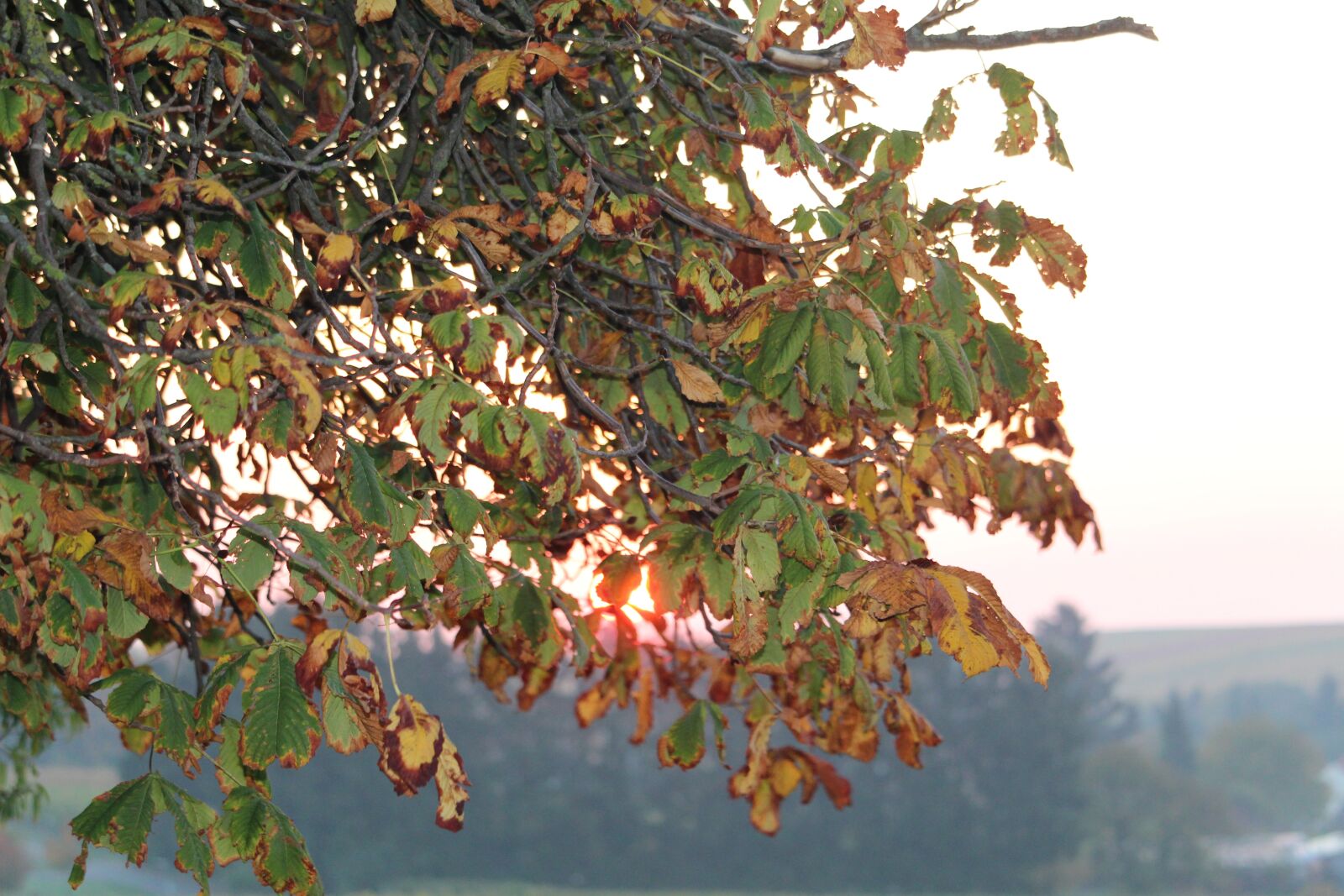 Canon EF-S 55-250mm F4-5.6 IS STM sample photo. Fall leaves, morning sun photography