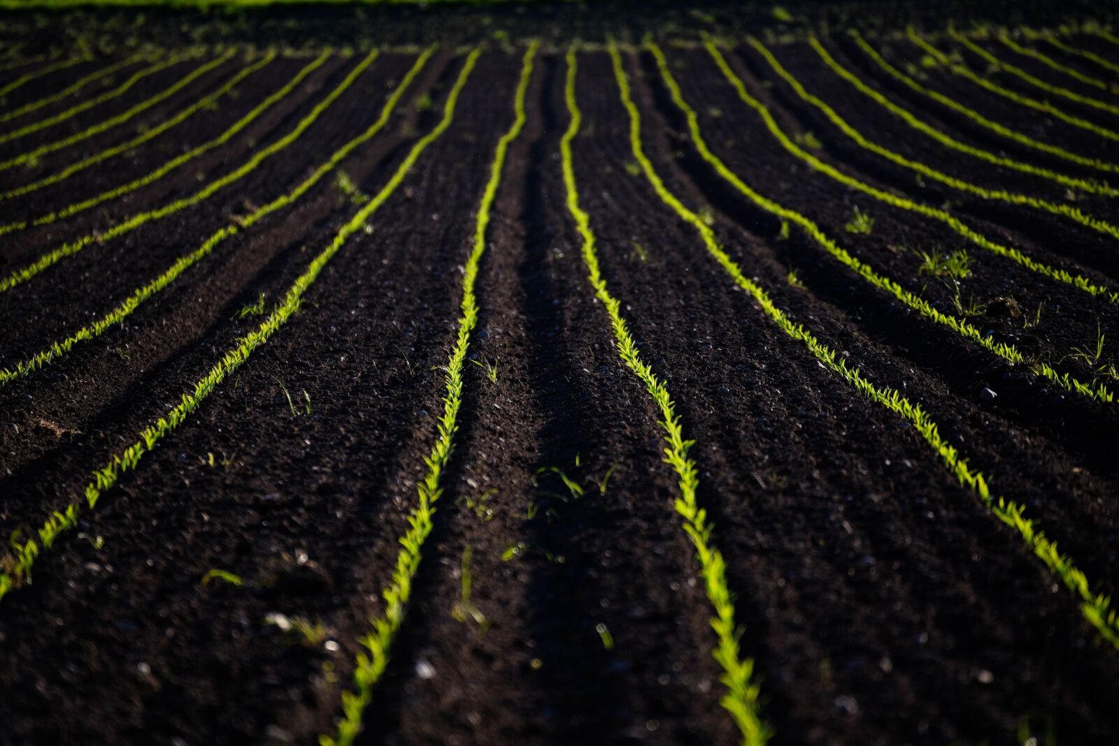 Nikon D750 sample photo. Field, spring, agriculture photography