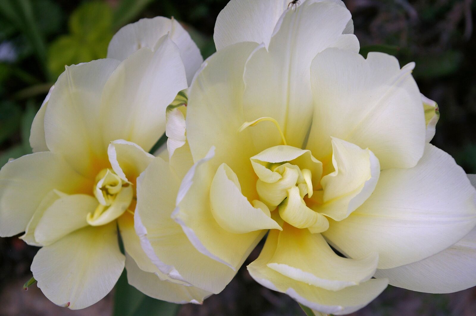 Pentax *ist DL2 sample photo. Tulips, white tulips, white photography