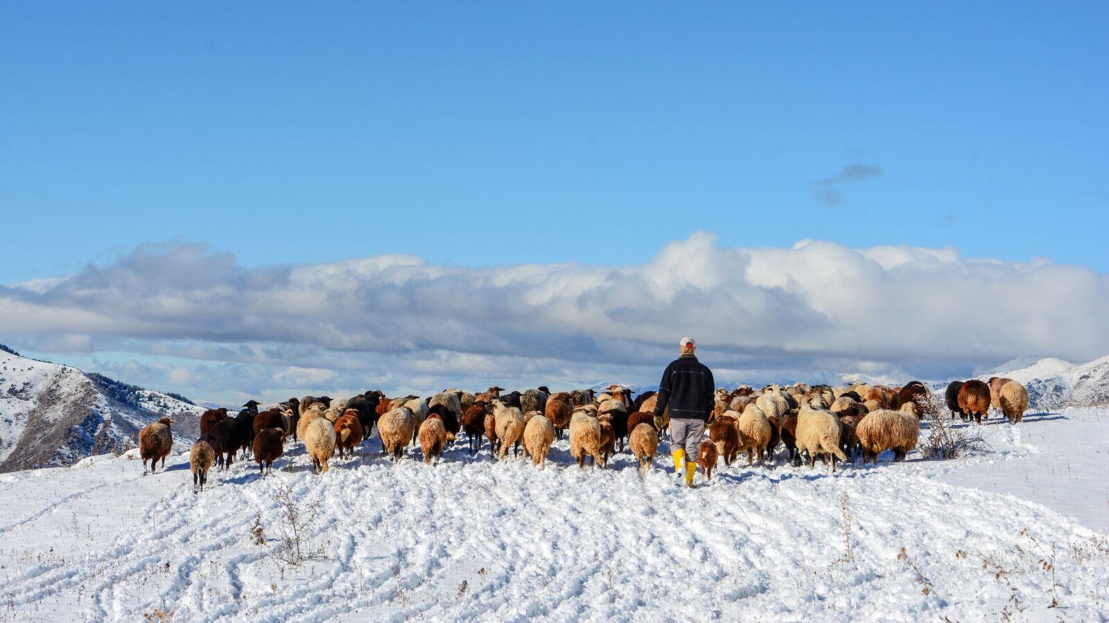 Nikon D7100 sample photo. Turkey, kaçkars, herd photography