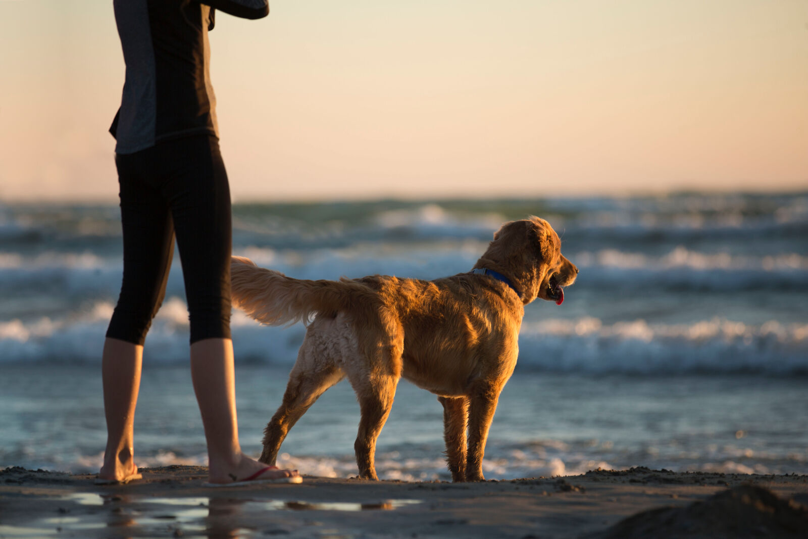 Canon EOS 5D Mark III sample photo. Animal, beach, clouds, dog photography