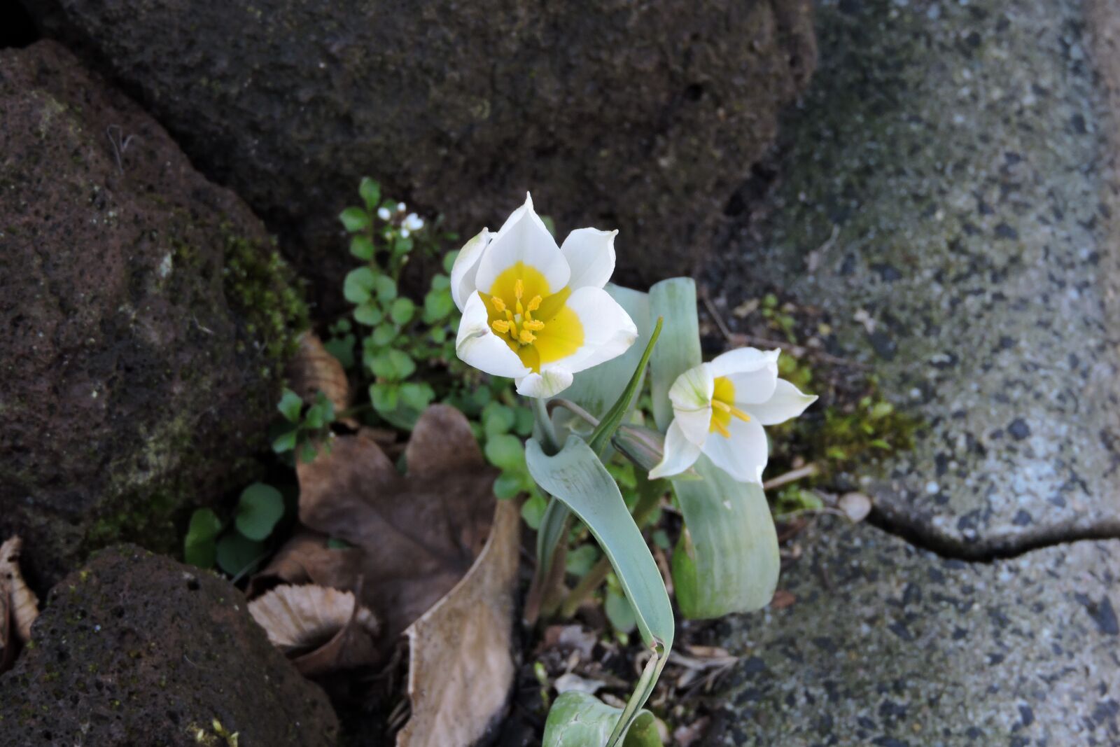 Nikon Coolpix P600 sample photo. Flower, blossom, nature photography