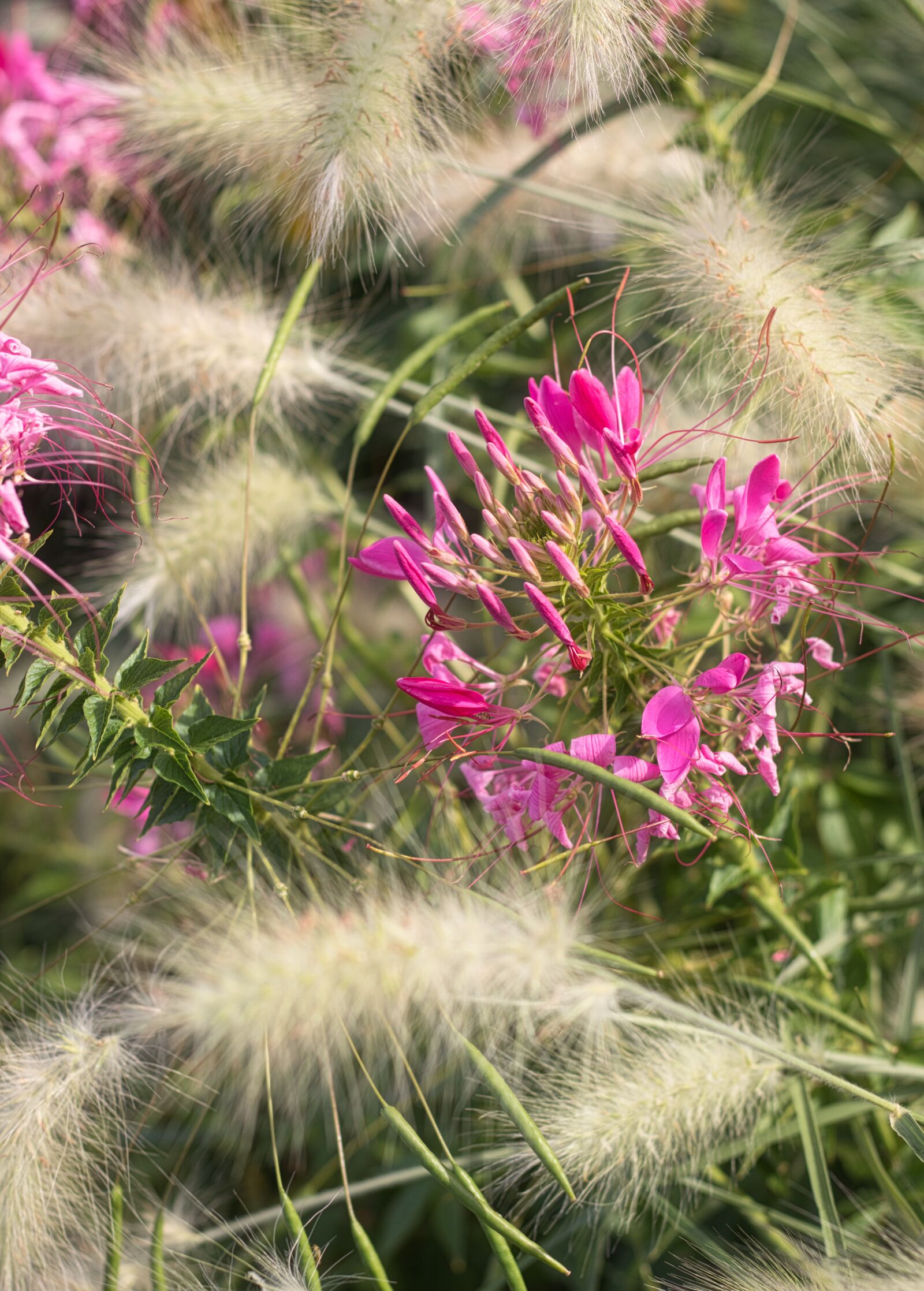 Canon EOS 200D (EOS Rebel SL2 / EOS Kiss X9) + Canon EF 50mm F1.8 STM sample photo. Spider flower, grasses, flower photography