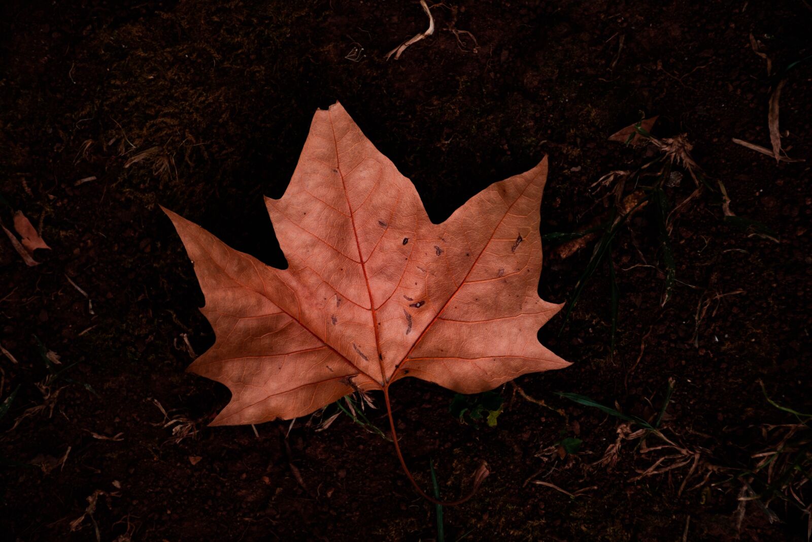 Nikon D7200 sample photo. Fall, autumn, leaves photography
