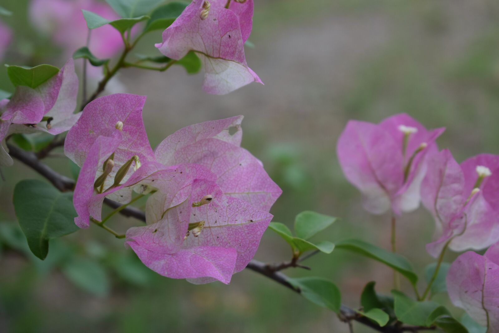 Nikon D5300 sample photo. Flowers, colombia, petal photography