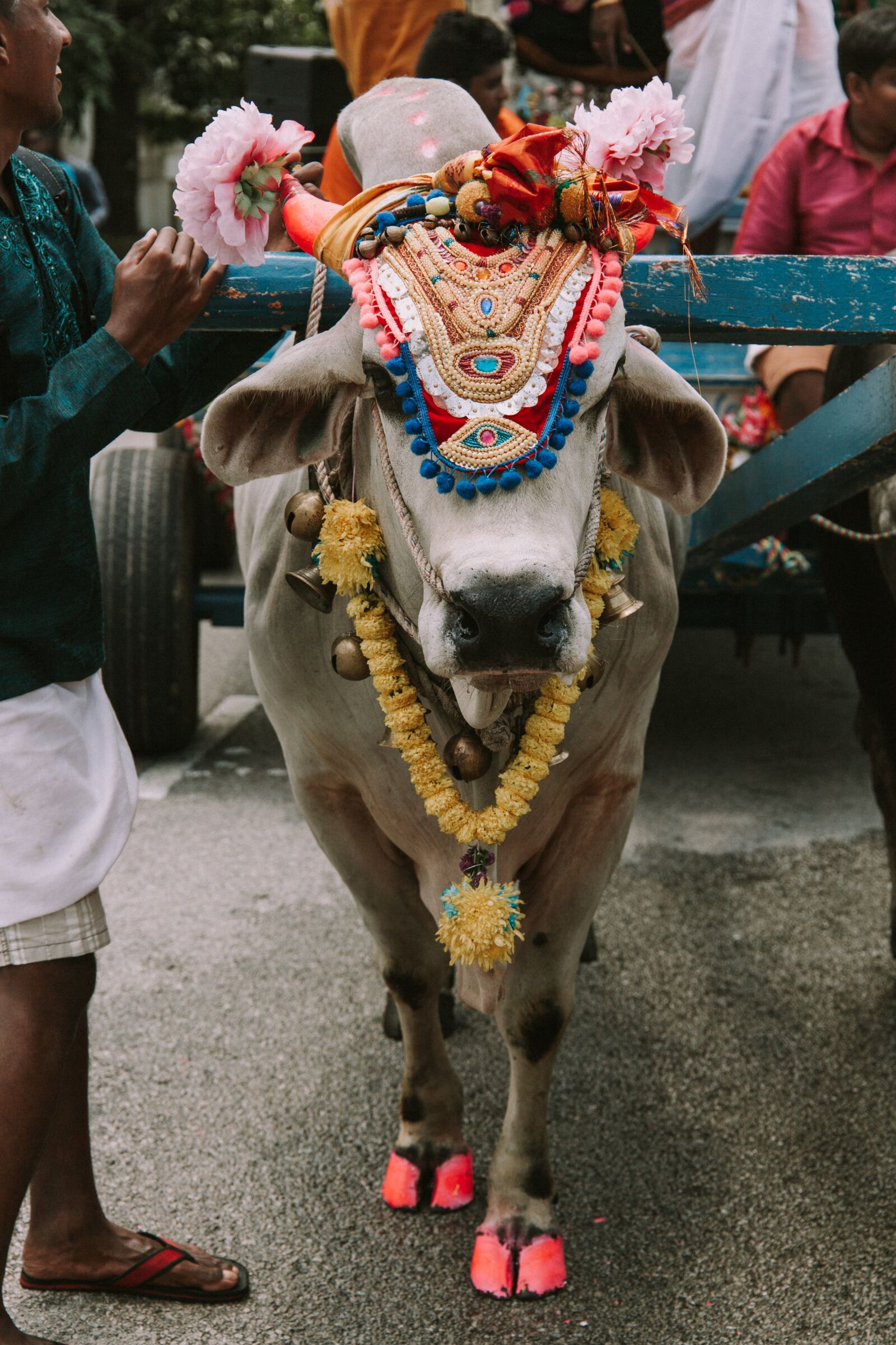 Canon EOS 5D Mark II + Canon EF 24-105mm F3.5-5.6 IS STM sample photo. Cow, holy, sacred photography