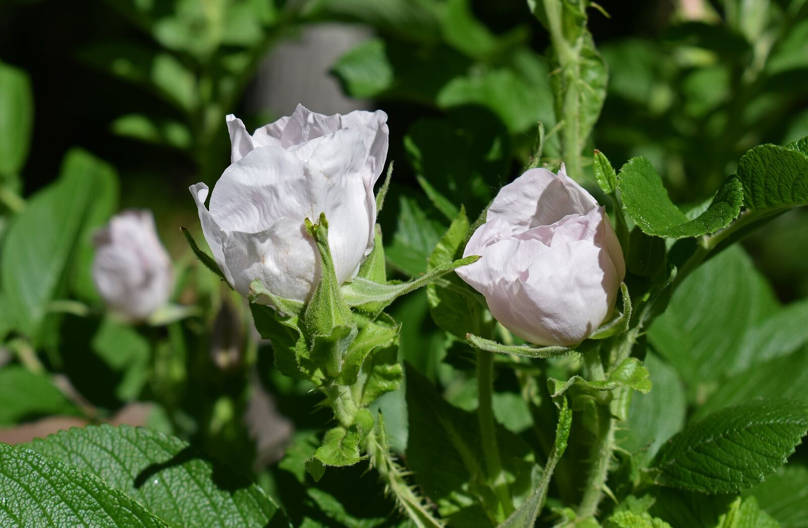 Nikon D3300 sample photo. Pale pink roses, rugosa photography