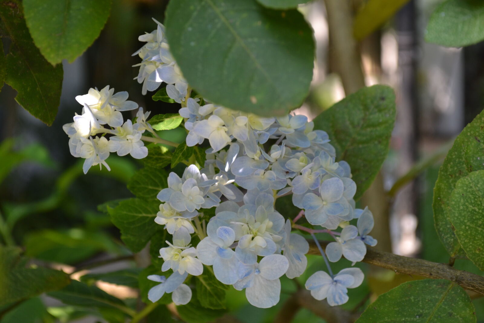 Nikon D3100 sample photo