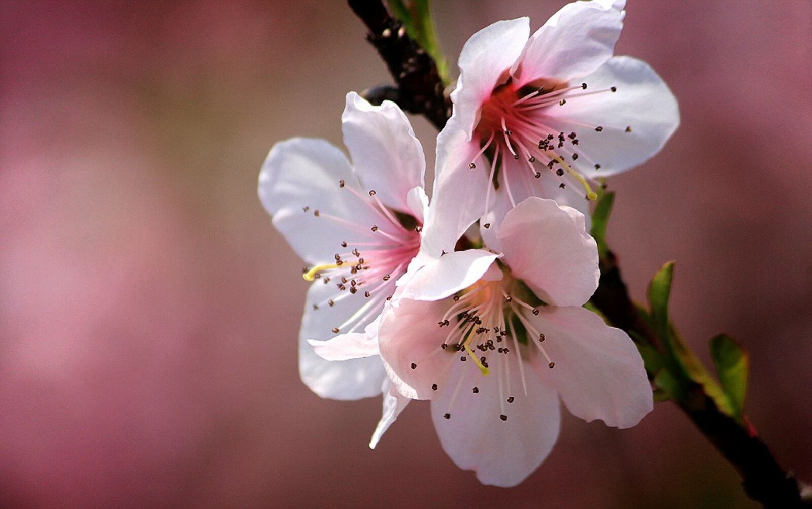 Canon EOS 60D sample photo. Korea peach, fruit trees photography