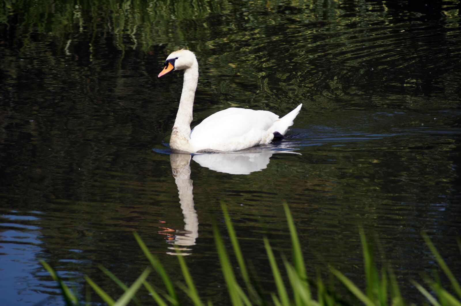 Sony SLT-A55 (SLT-A55V) sample photo. Swan, animal, water photography