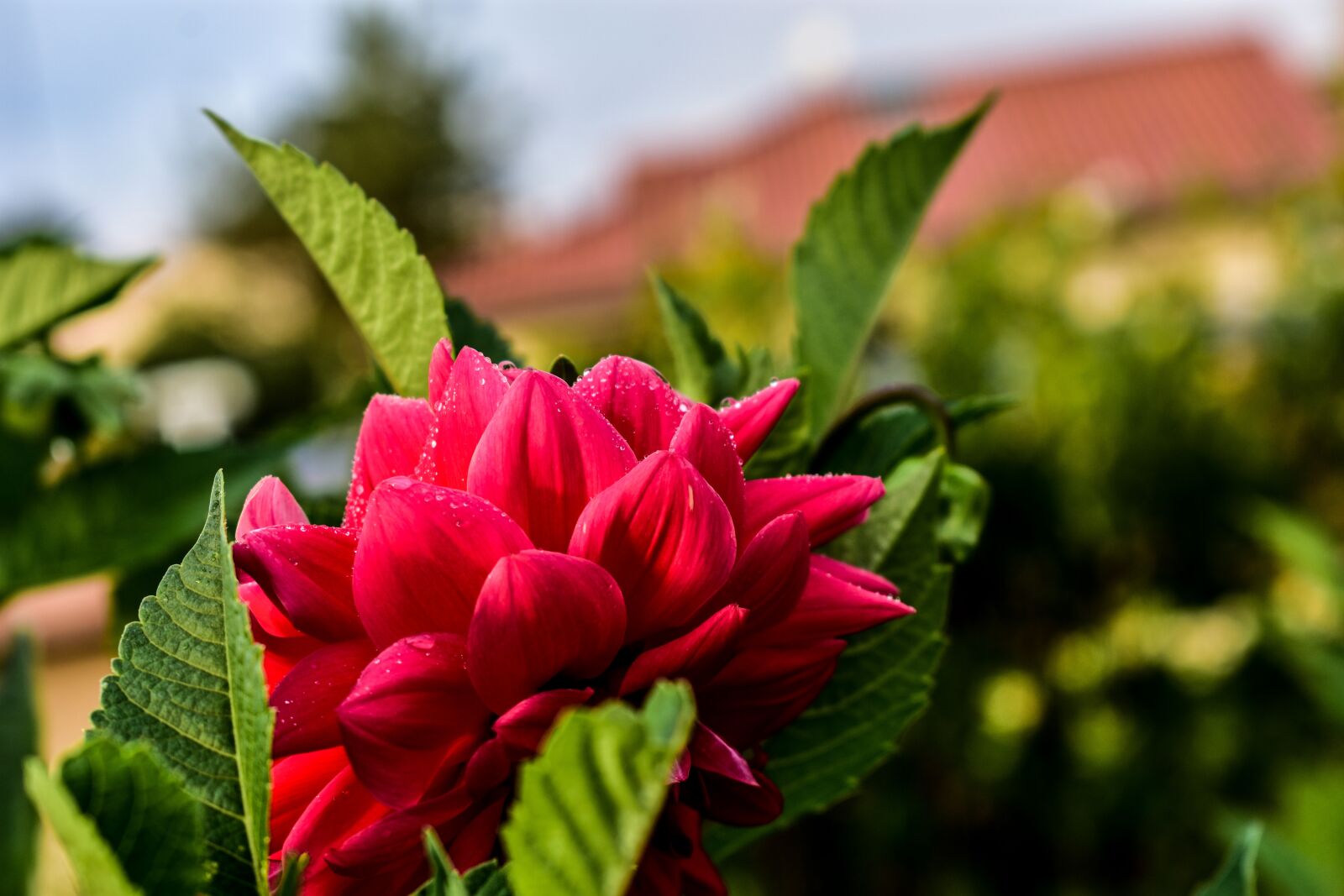 Nikon D3400 sample photo. Flower, nature, spring photography