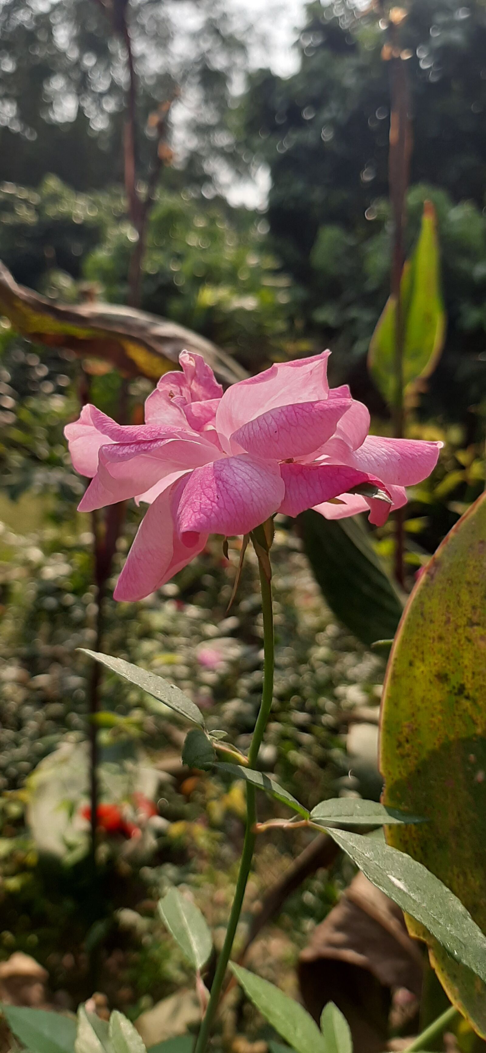 Samsung SM-A505F sample photo