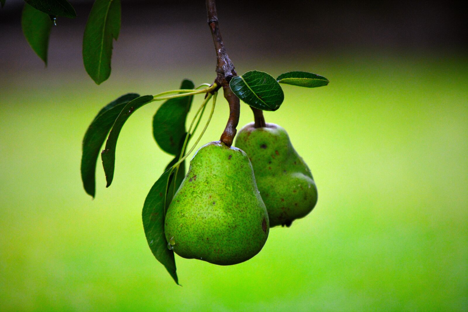 Nikon D5200 sample photo. Pear, fruit, green photography